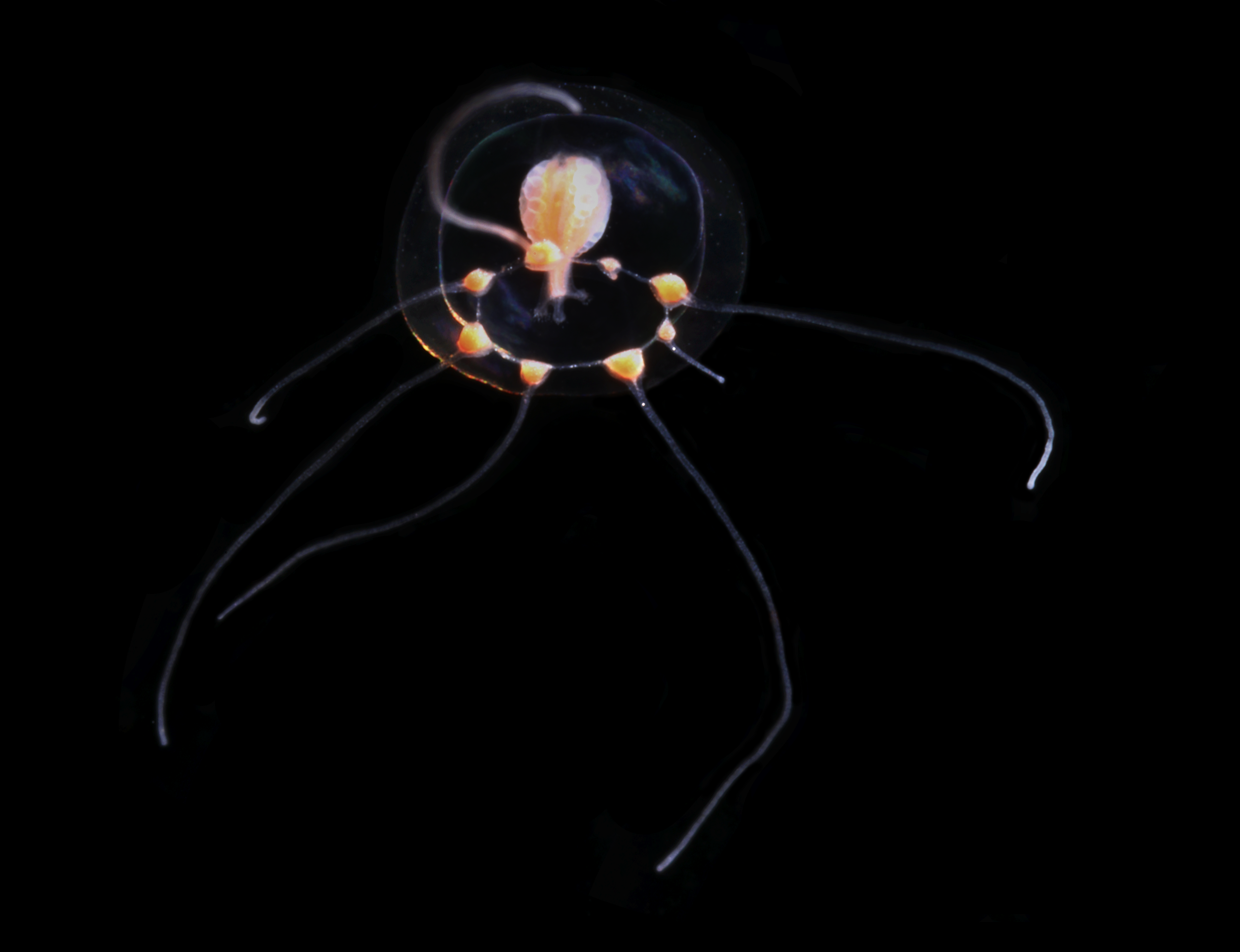 Hydrozoer: Podocoryna carnea.