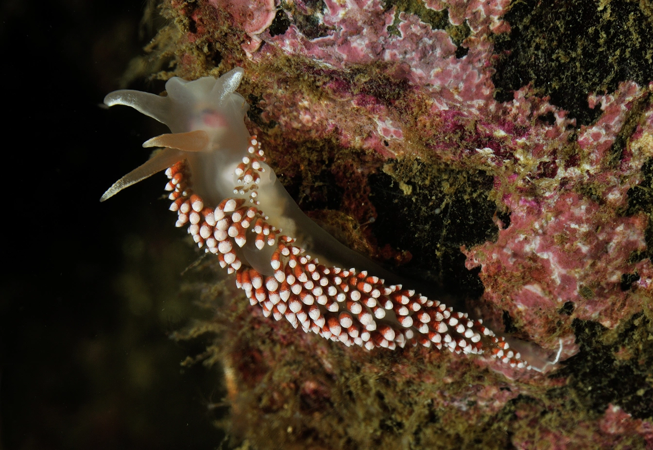 Bløtdyr: Coryphella verrucosa.