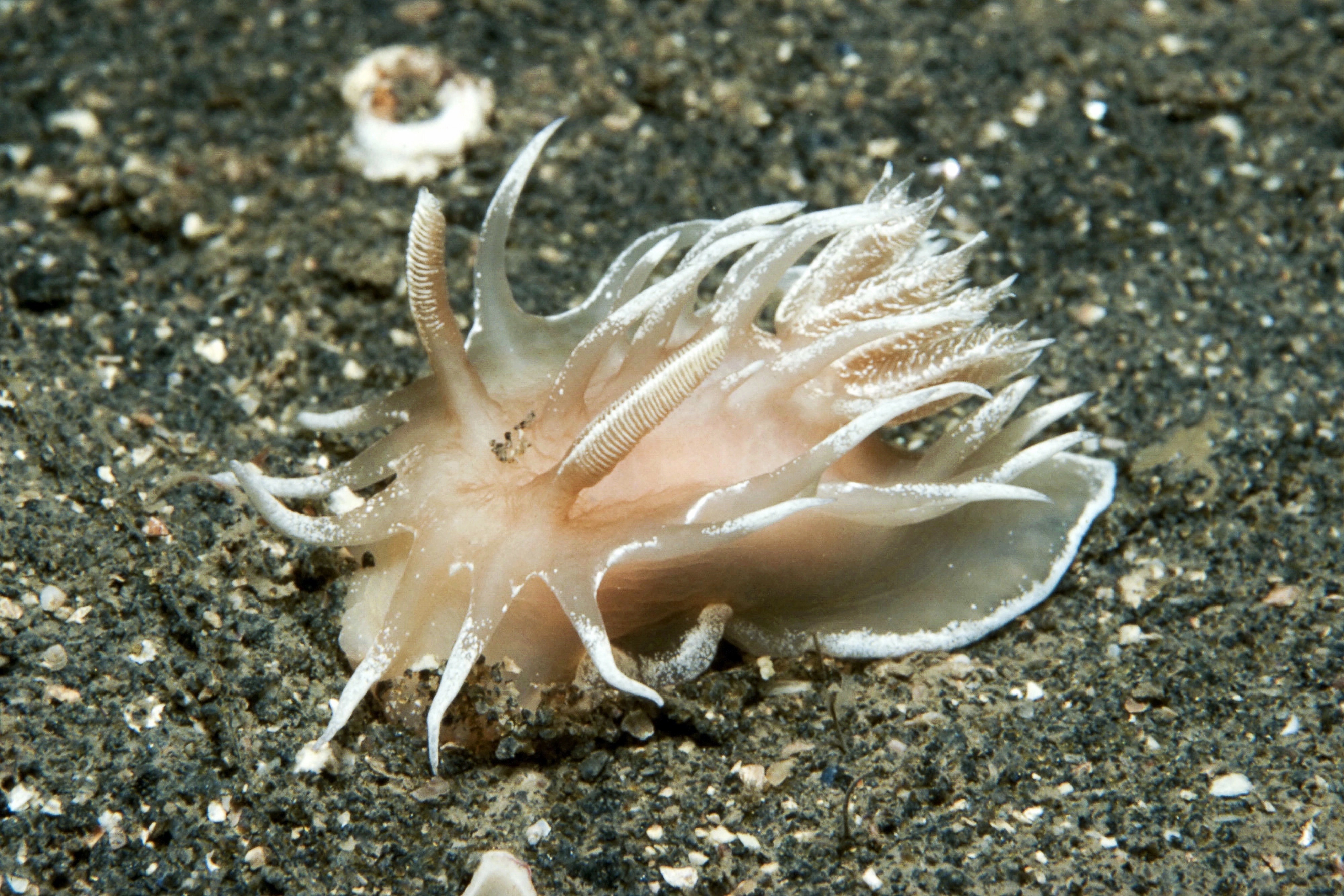 Nakensnegler: Okenia leachii.