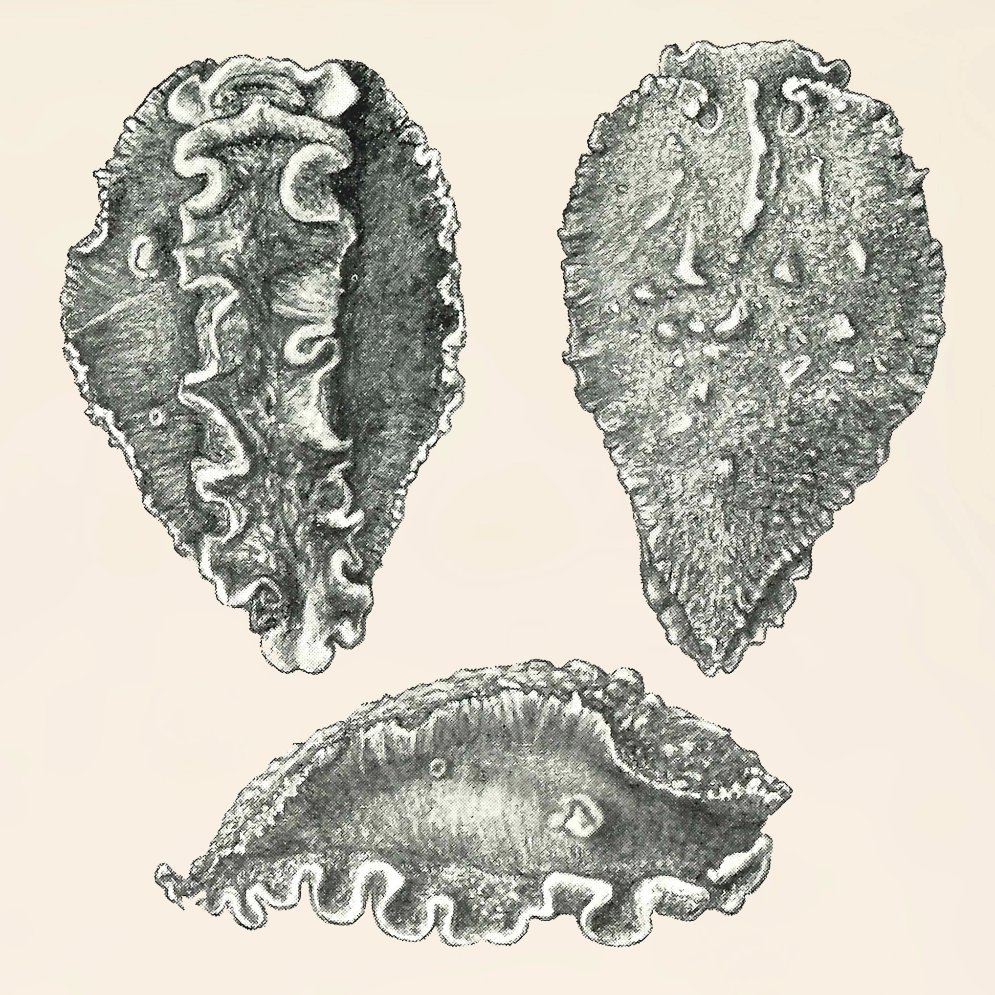 Nakensnegler: Heterodoris robusta.