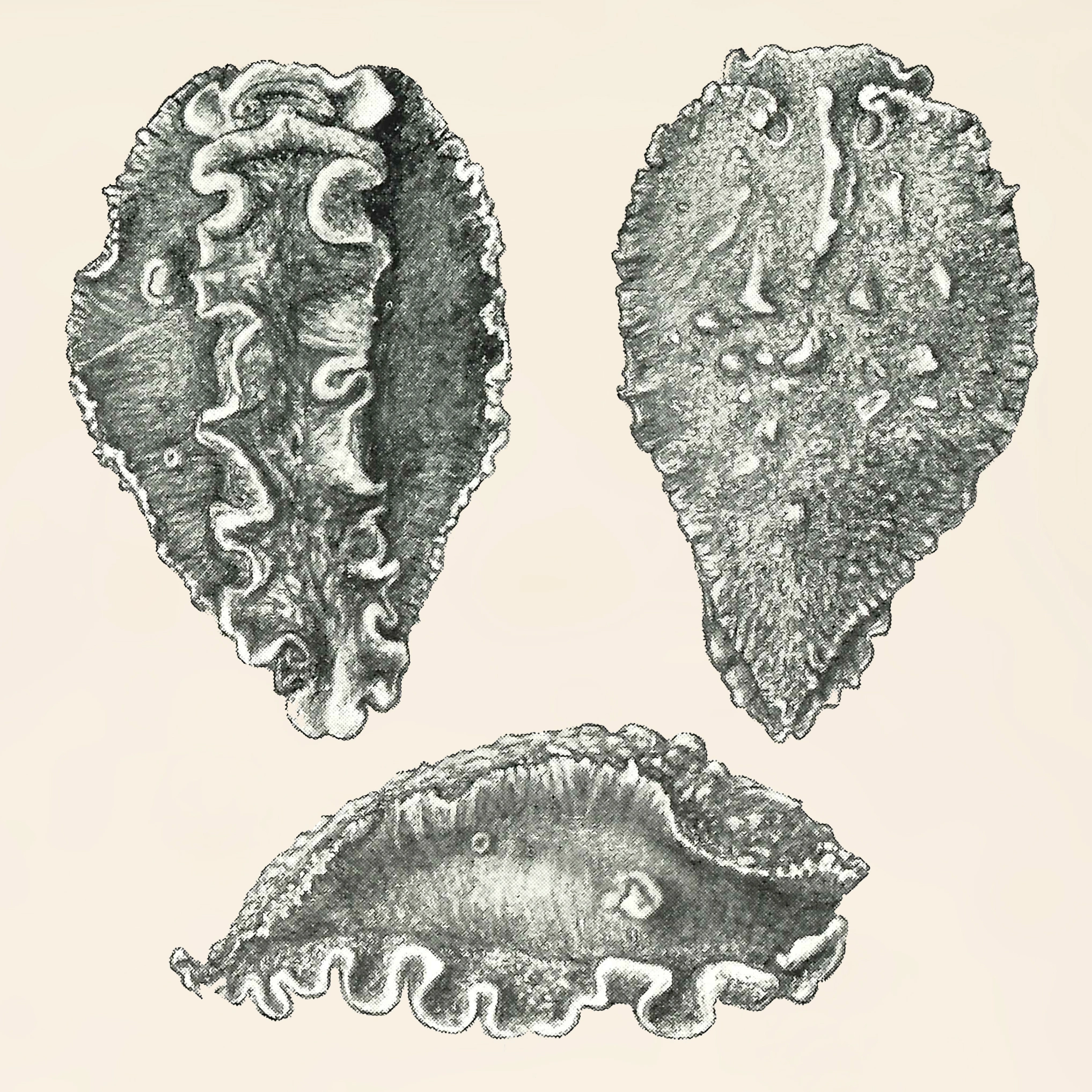 Bløtdyr: Heterodoris robusta.