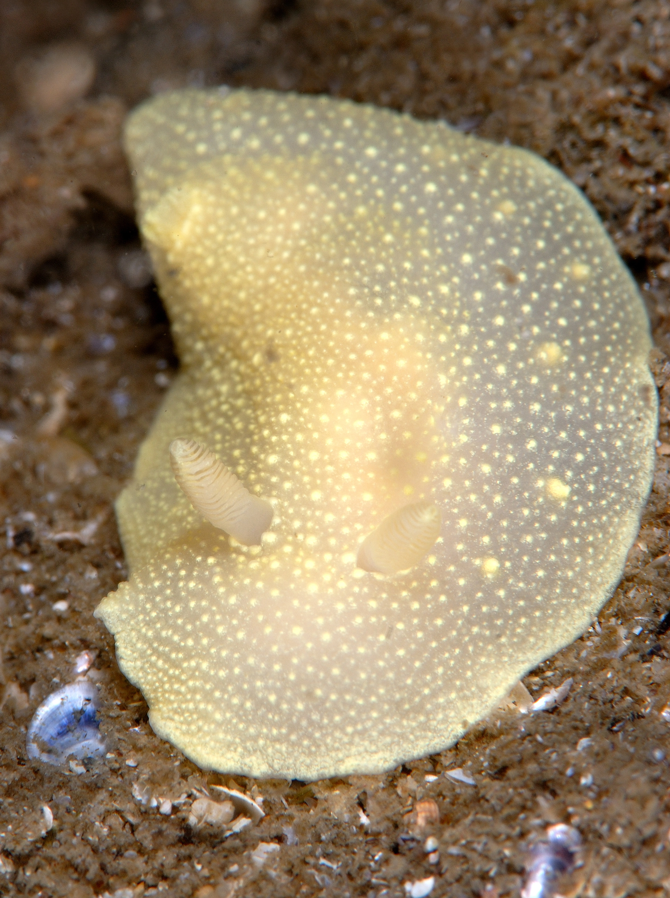 Nakensnegler: Cadlina laevis.