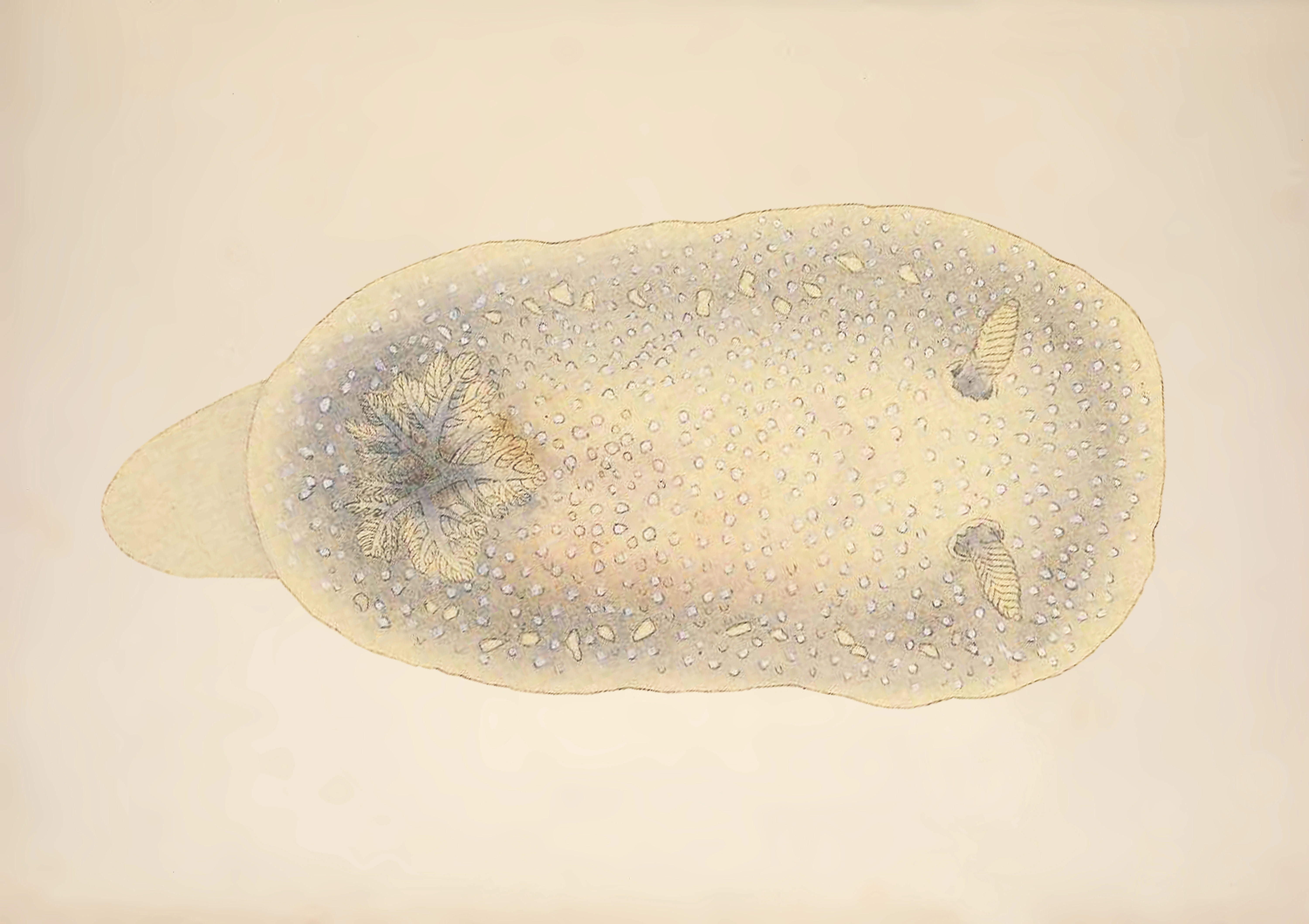 Nakensnegler: Cadlina laevis.