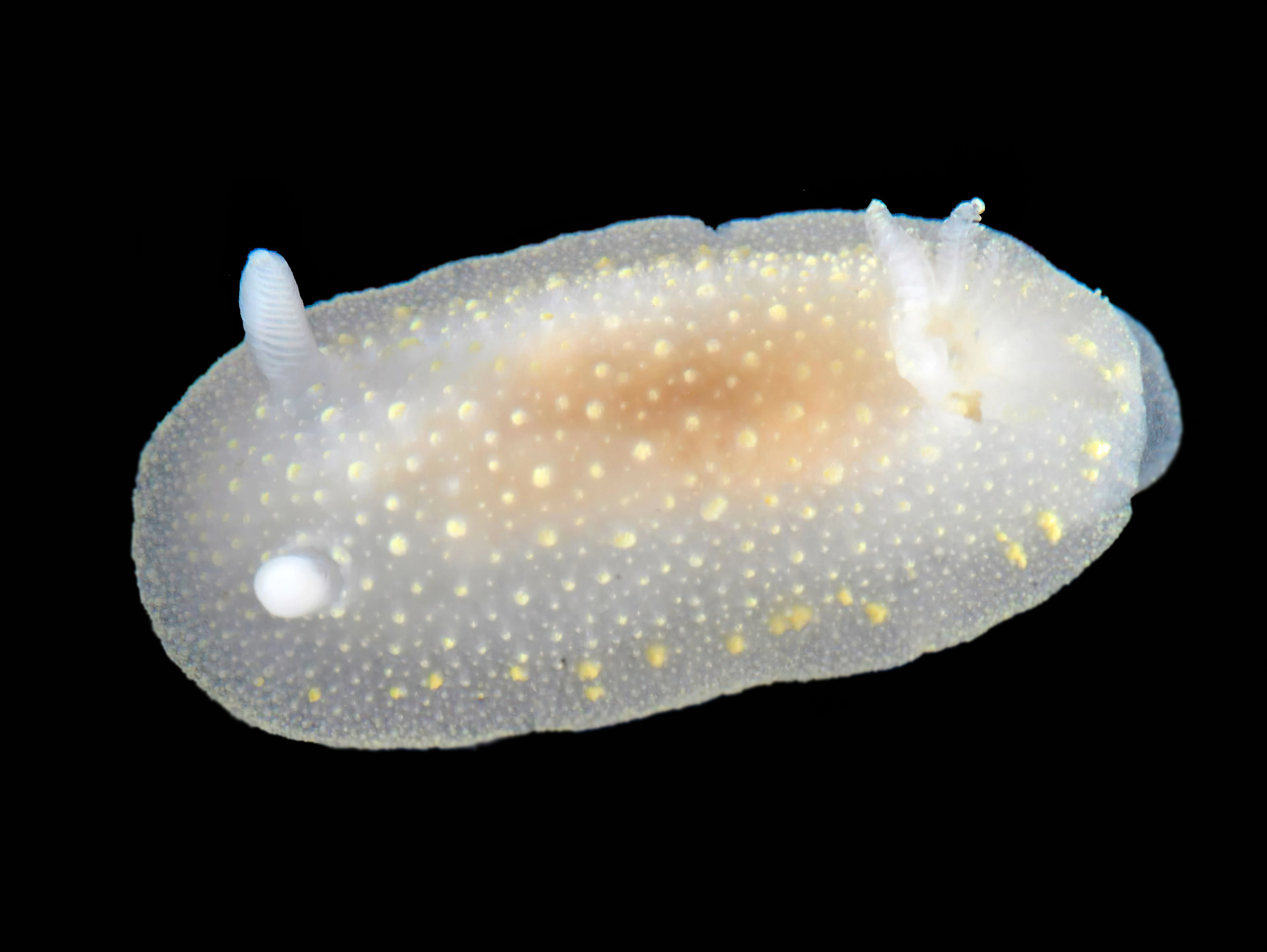 Bløtdyr: Cadlina laevis.