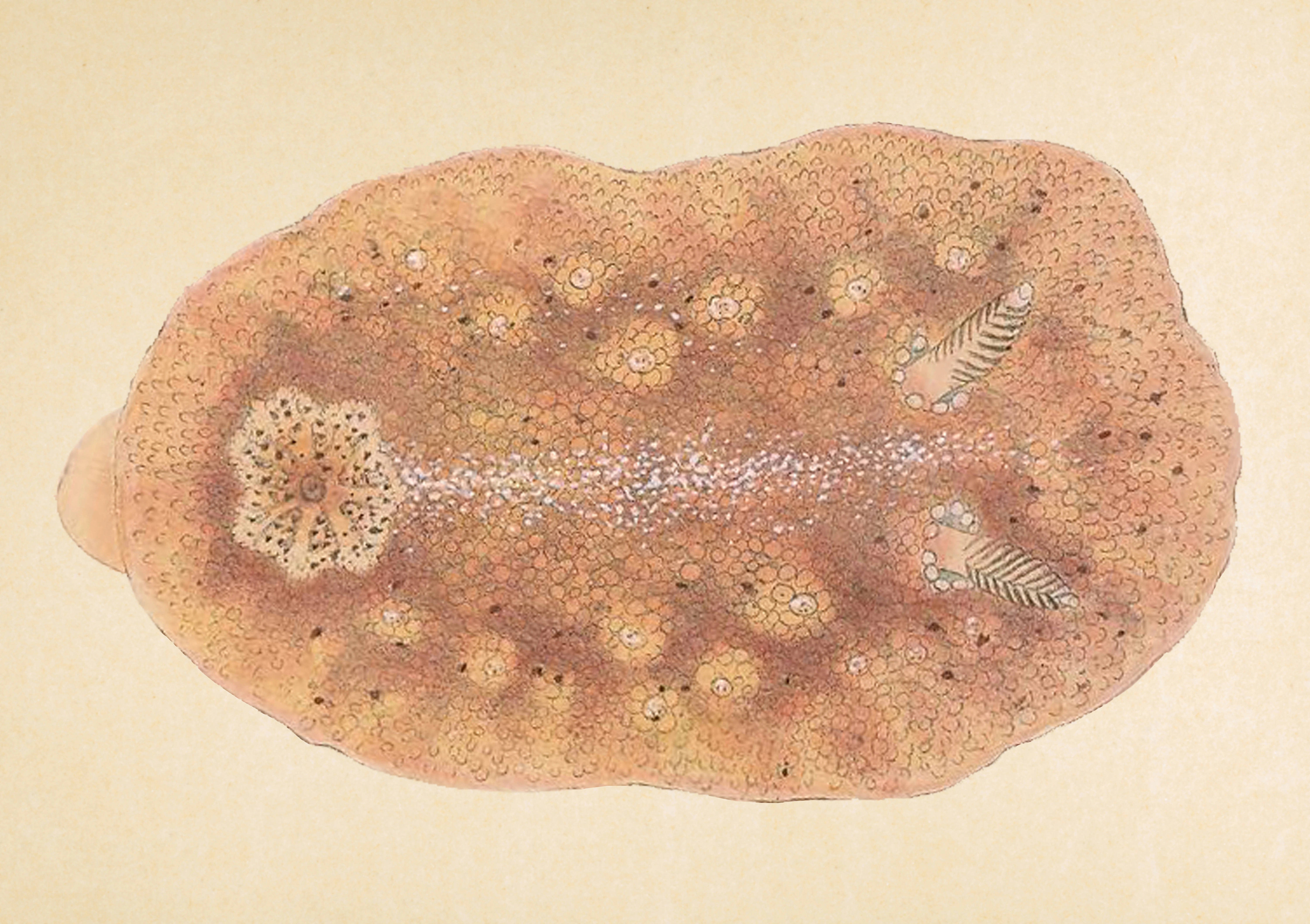 Bløtdyr: Geitodoris planata.