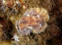 Nakensnegler: Geitodoris planata.