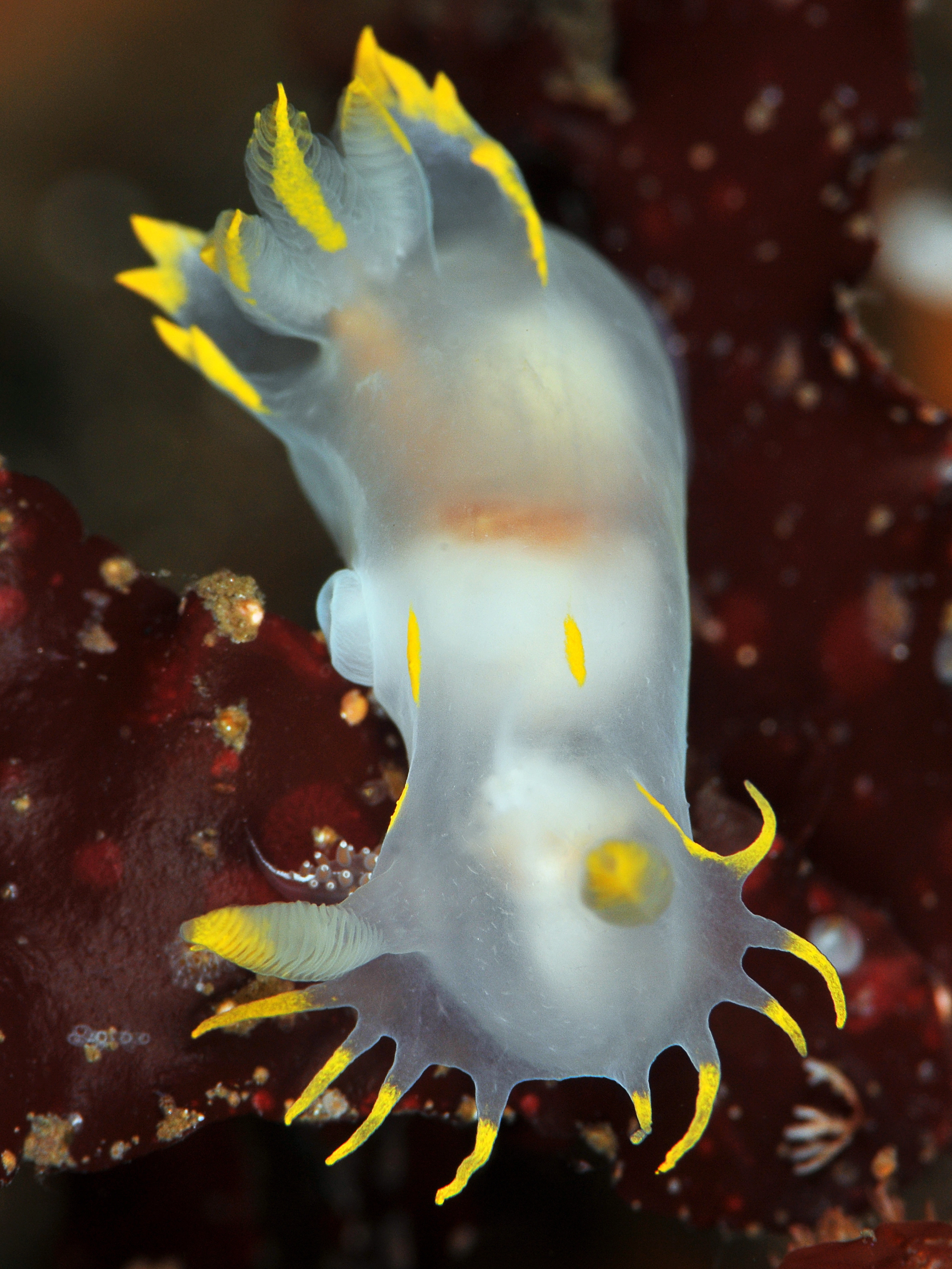 Nakensnegler: Polycera faeroensis.