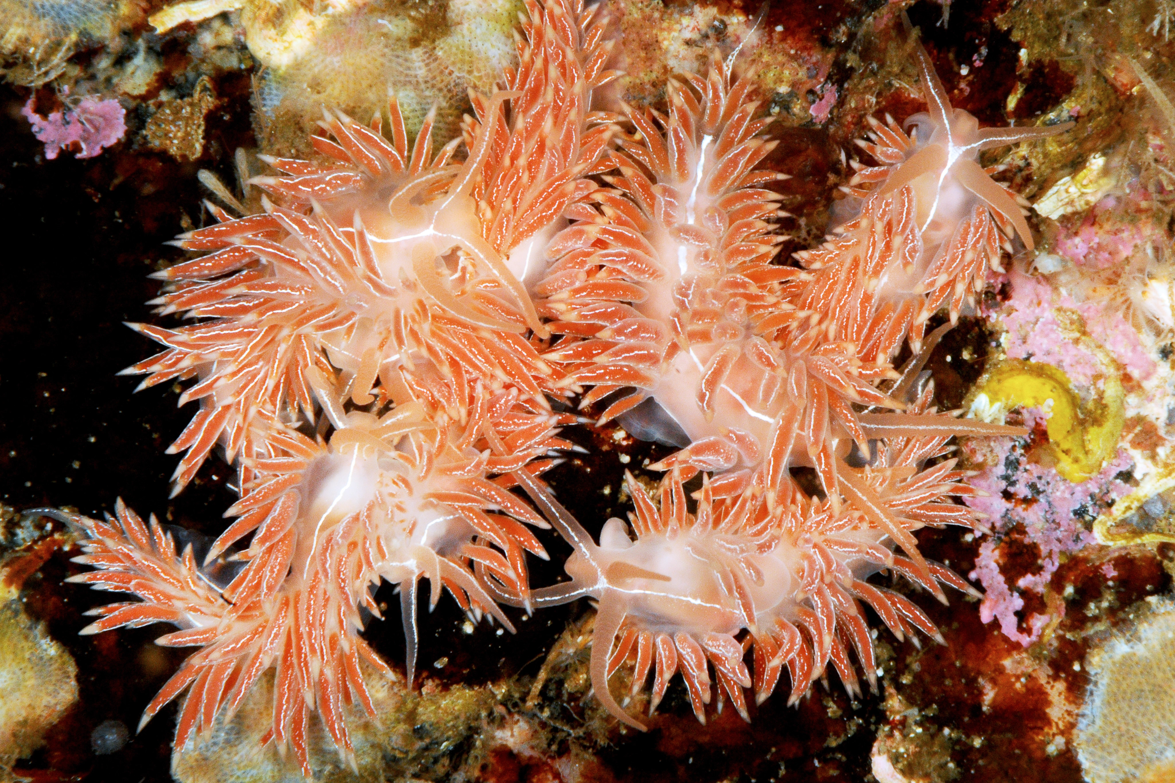 Nakensnegler: Coryphella chriskaugei.