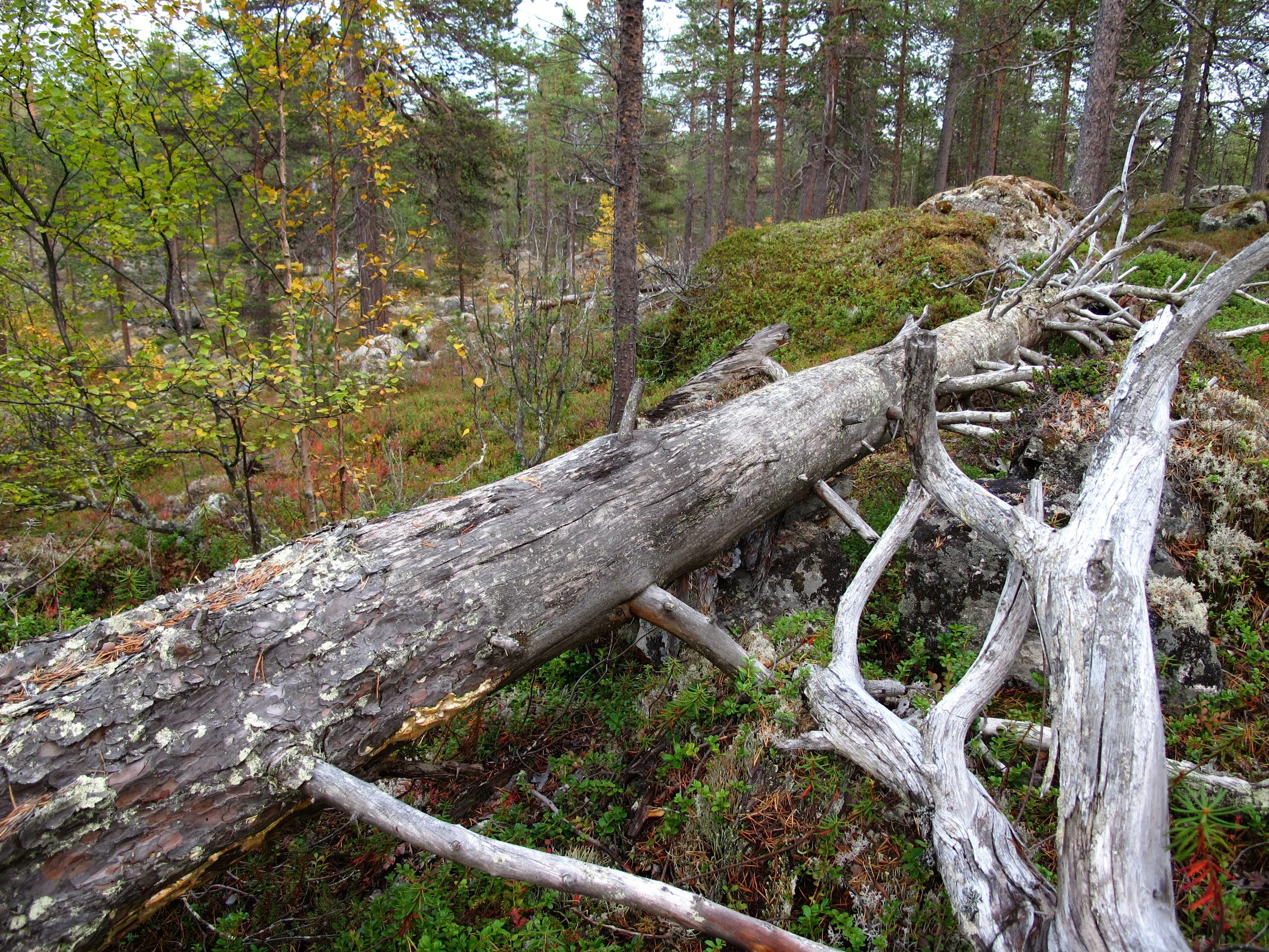 Sølvfurukjuke.