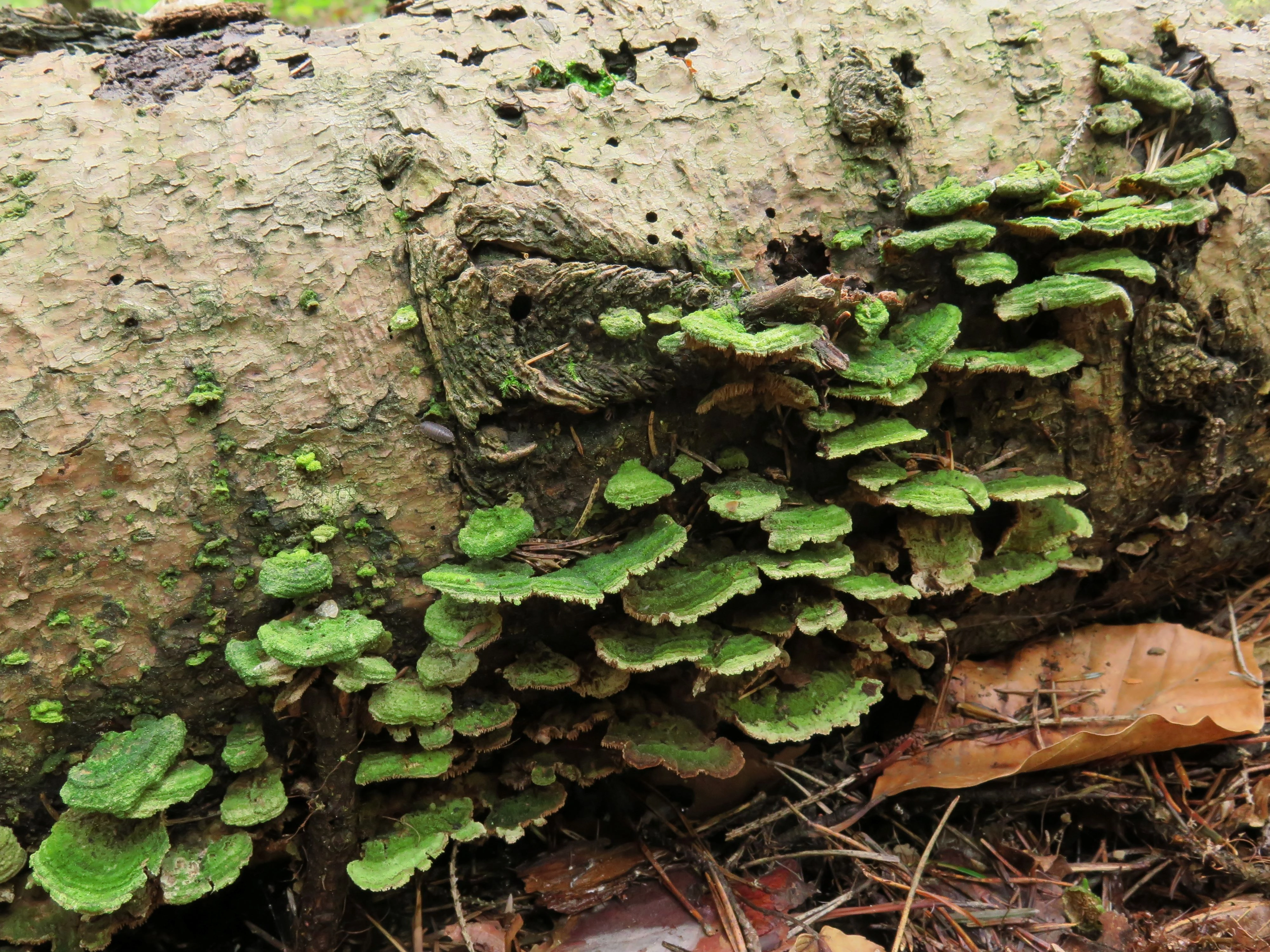 Fiolkjuker: Trichaptum biforme.