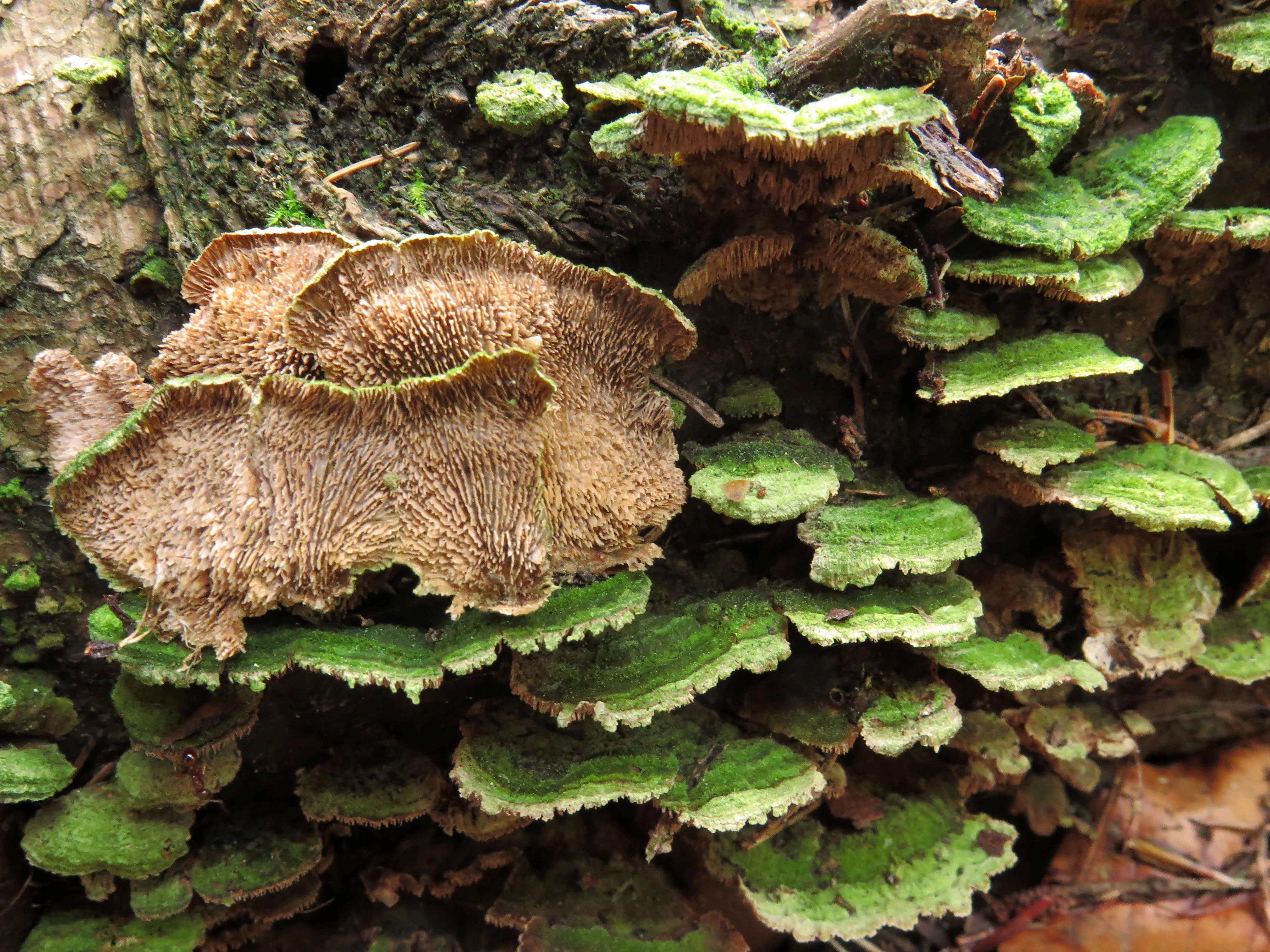 Stilksporesopper: Trichaptum biforme.