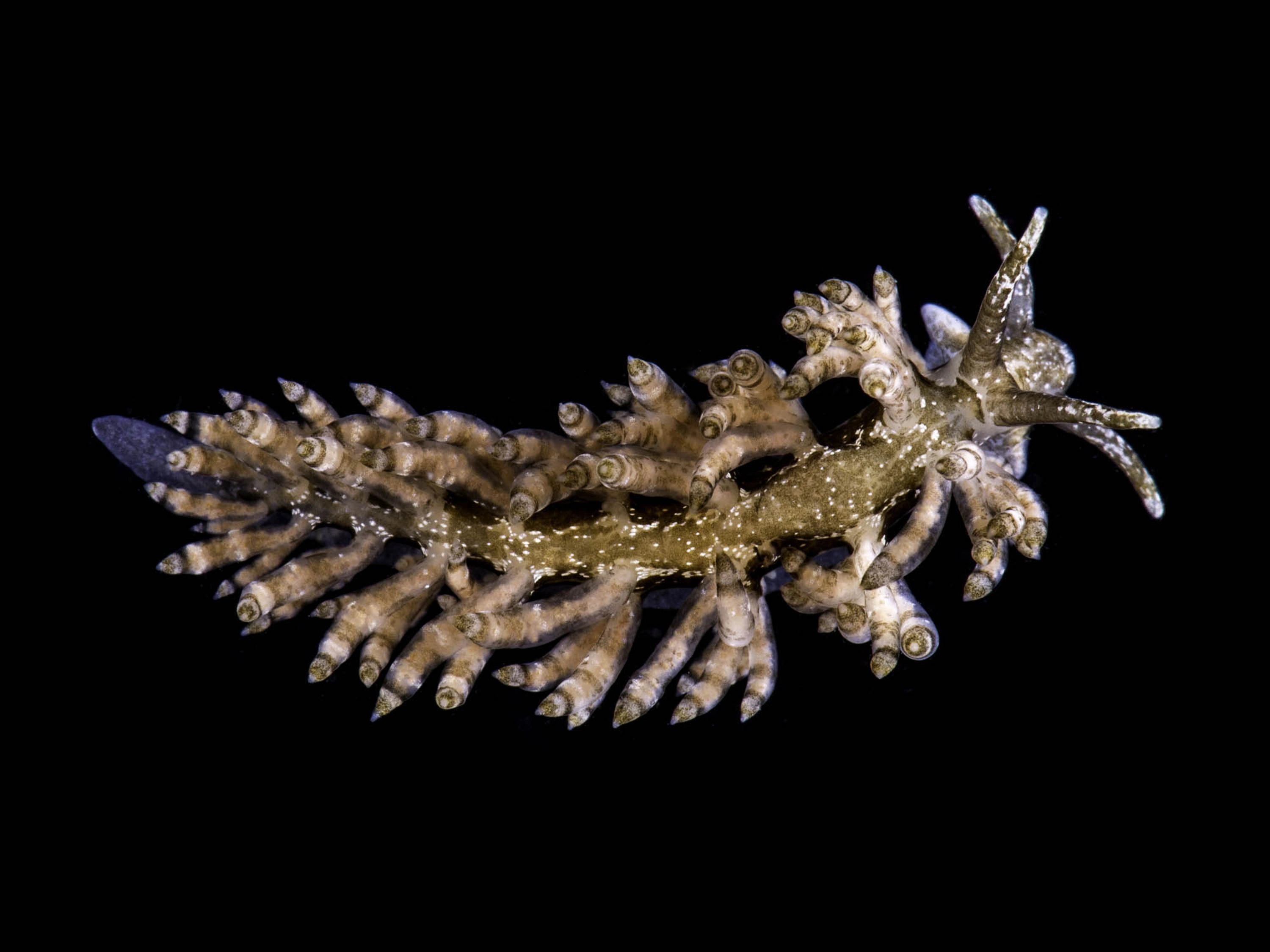 Bløtdyr: Eubranchus vittatus.