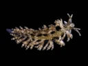 Nakensnegler: Eubranchus vittatus.