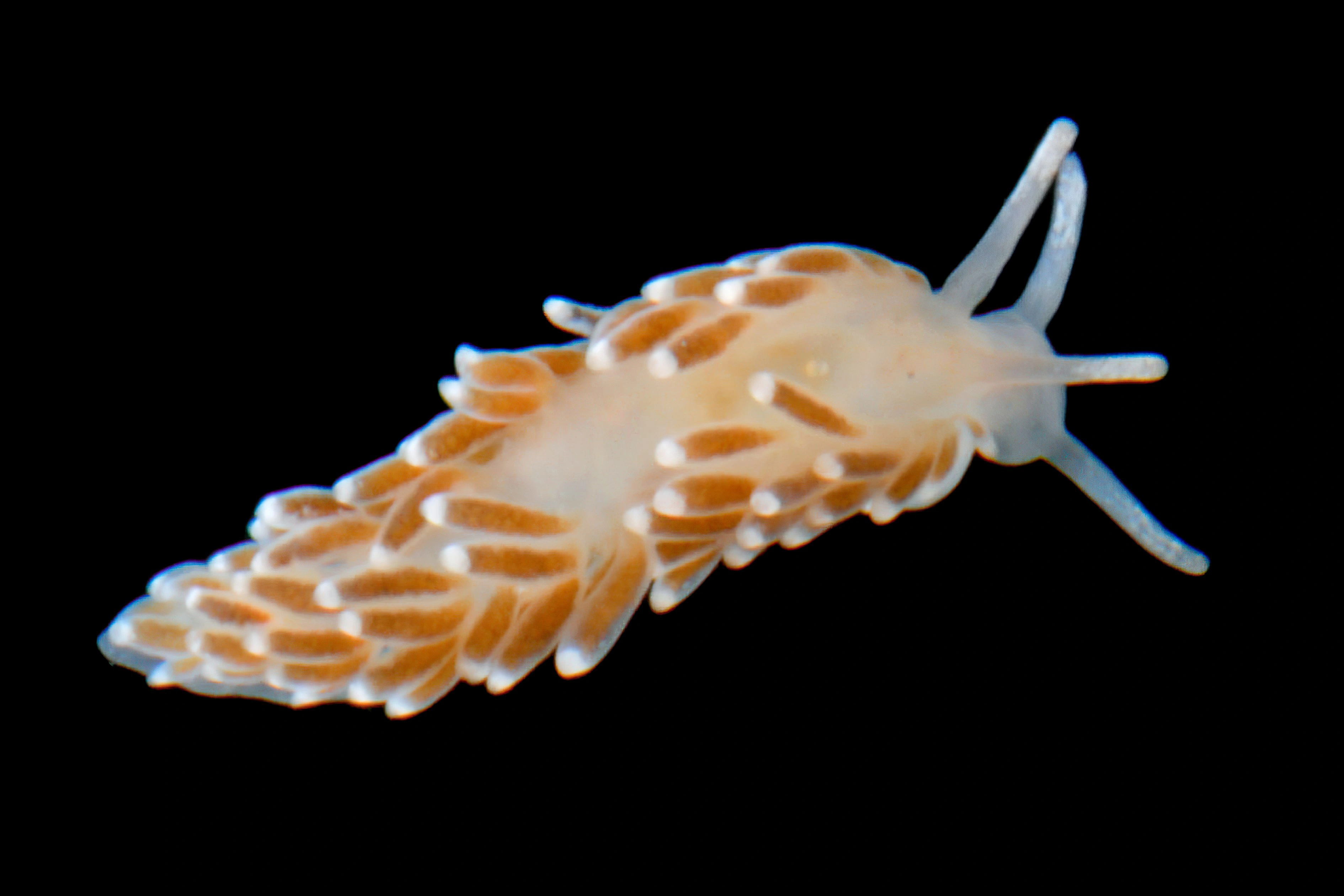 Bløtdyr: Cuthonella concinna.