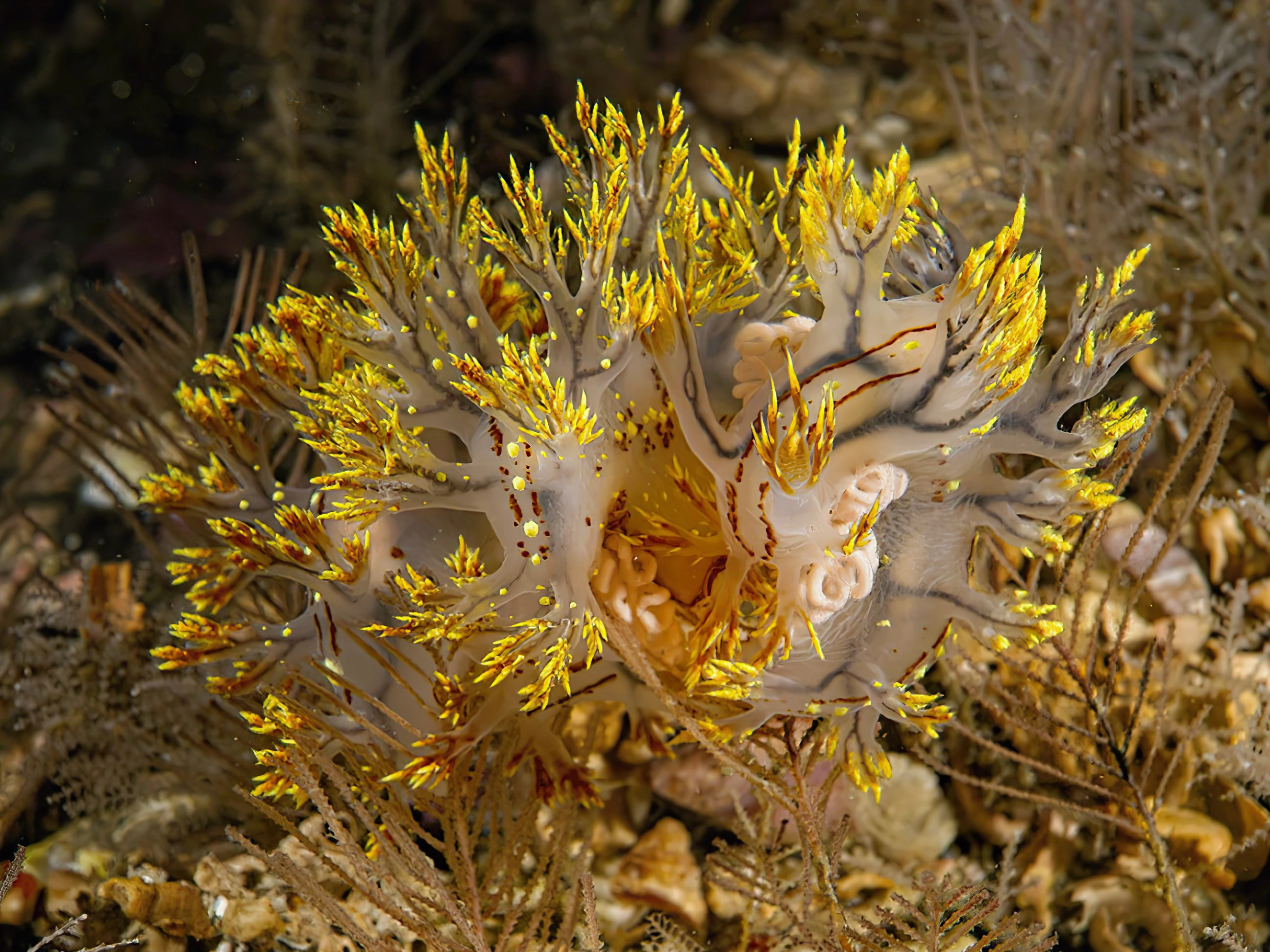 Nakensnegler: Dendronotus yrjargul.