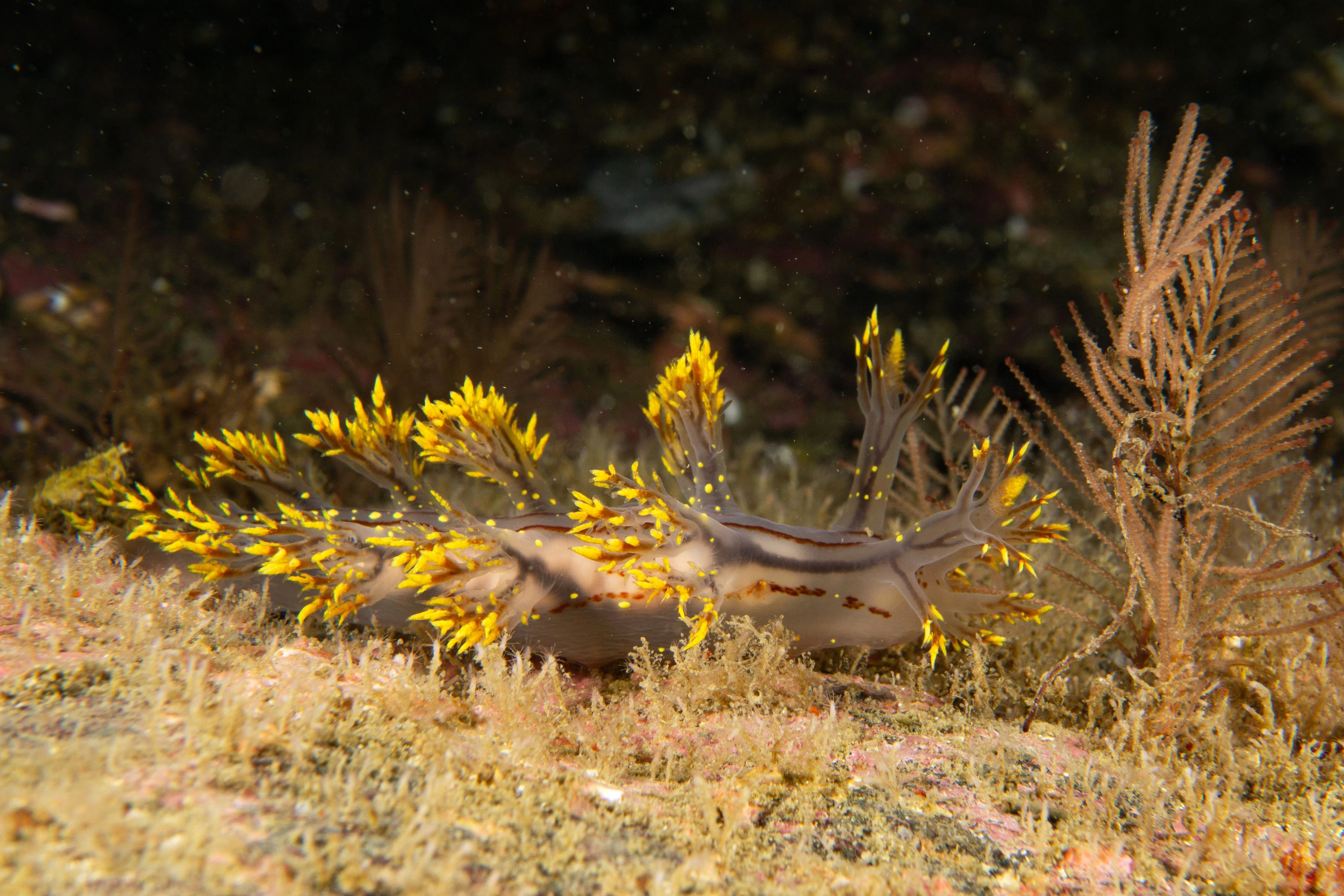 Bløtdyr: Dendronotus yrjargul.