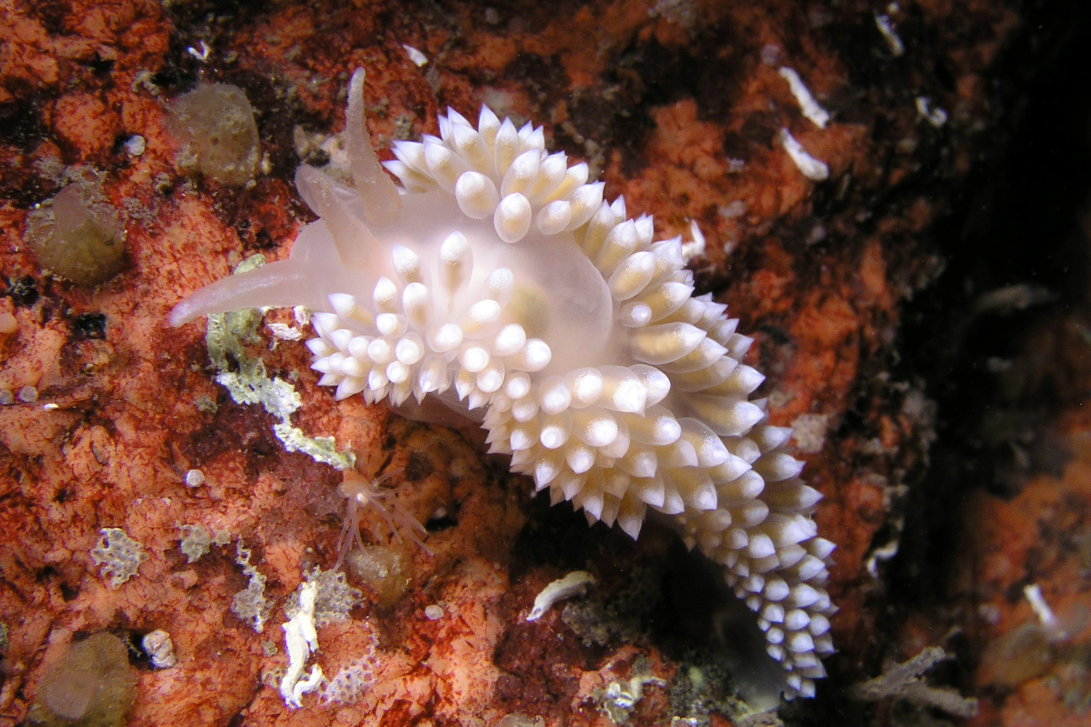 Bløtdyr: Coryphella verrucosa.