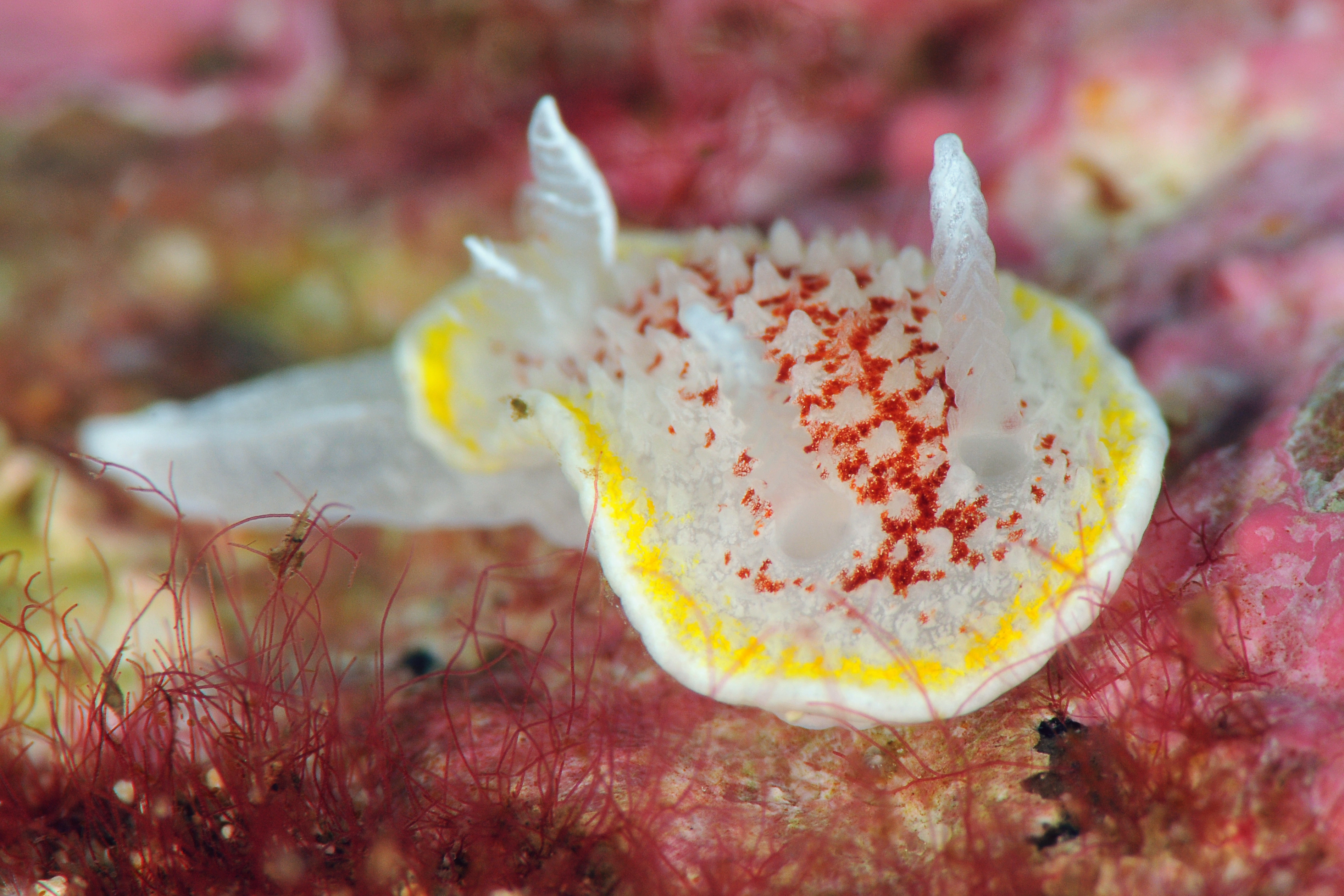 Nakensnegler: Diaphorodoris luteocincta.