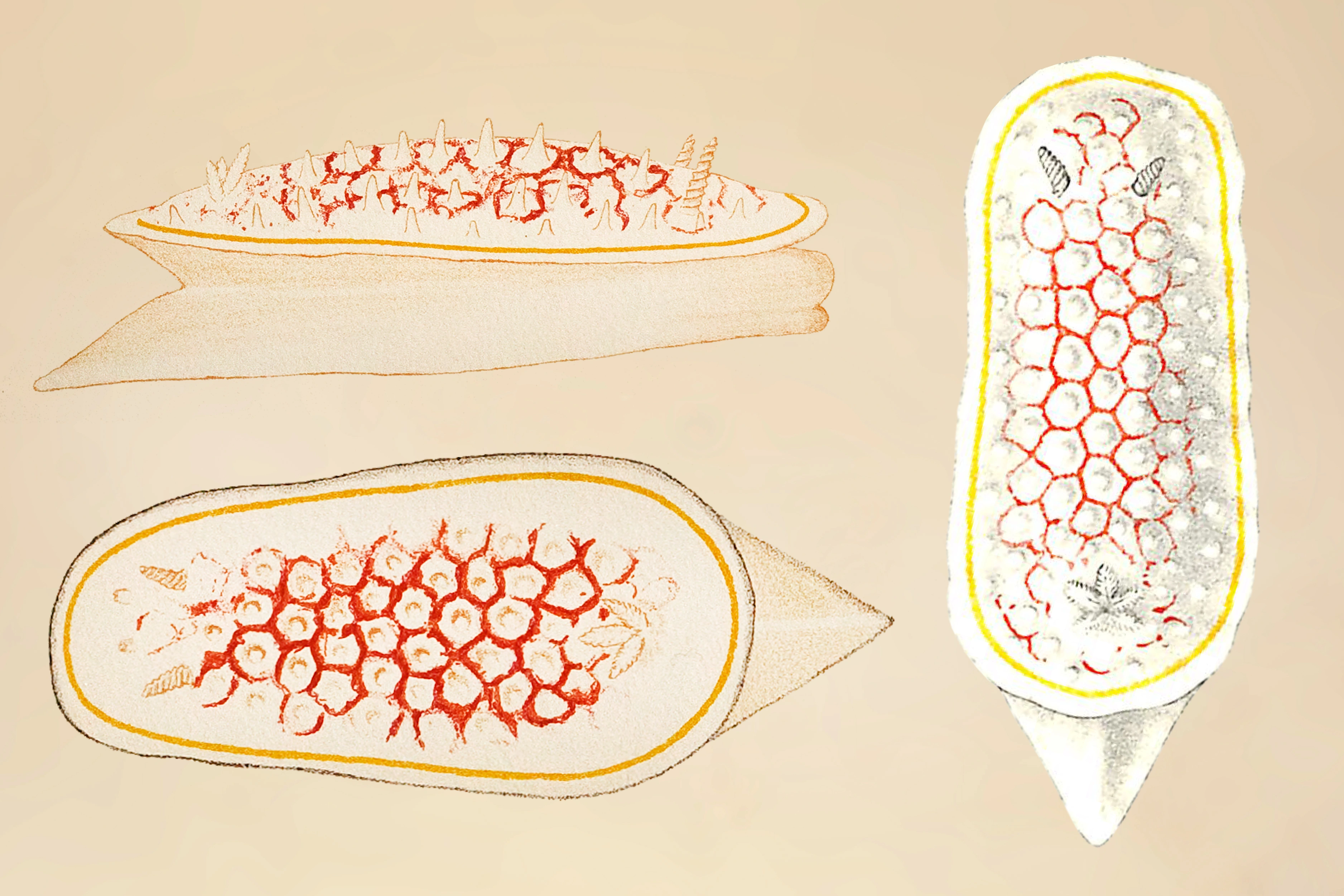 Bløtdyr: Diaphorodoris luteocincta.