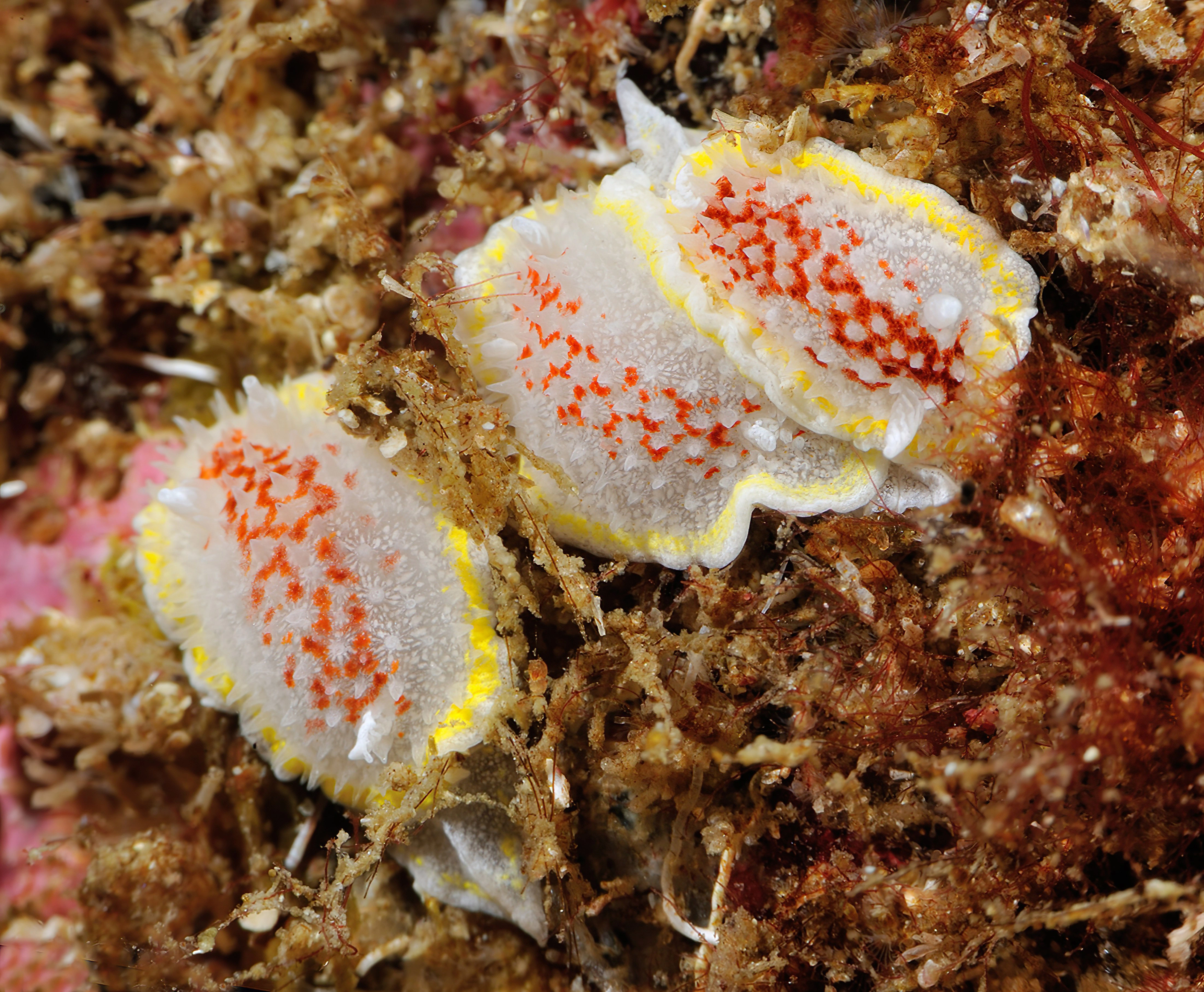 Bløtdyr: Diaphorodoris luteocincta.