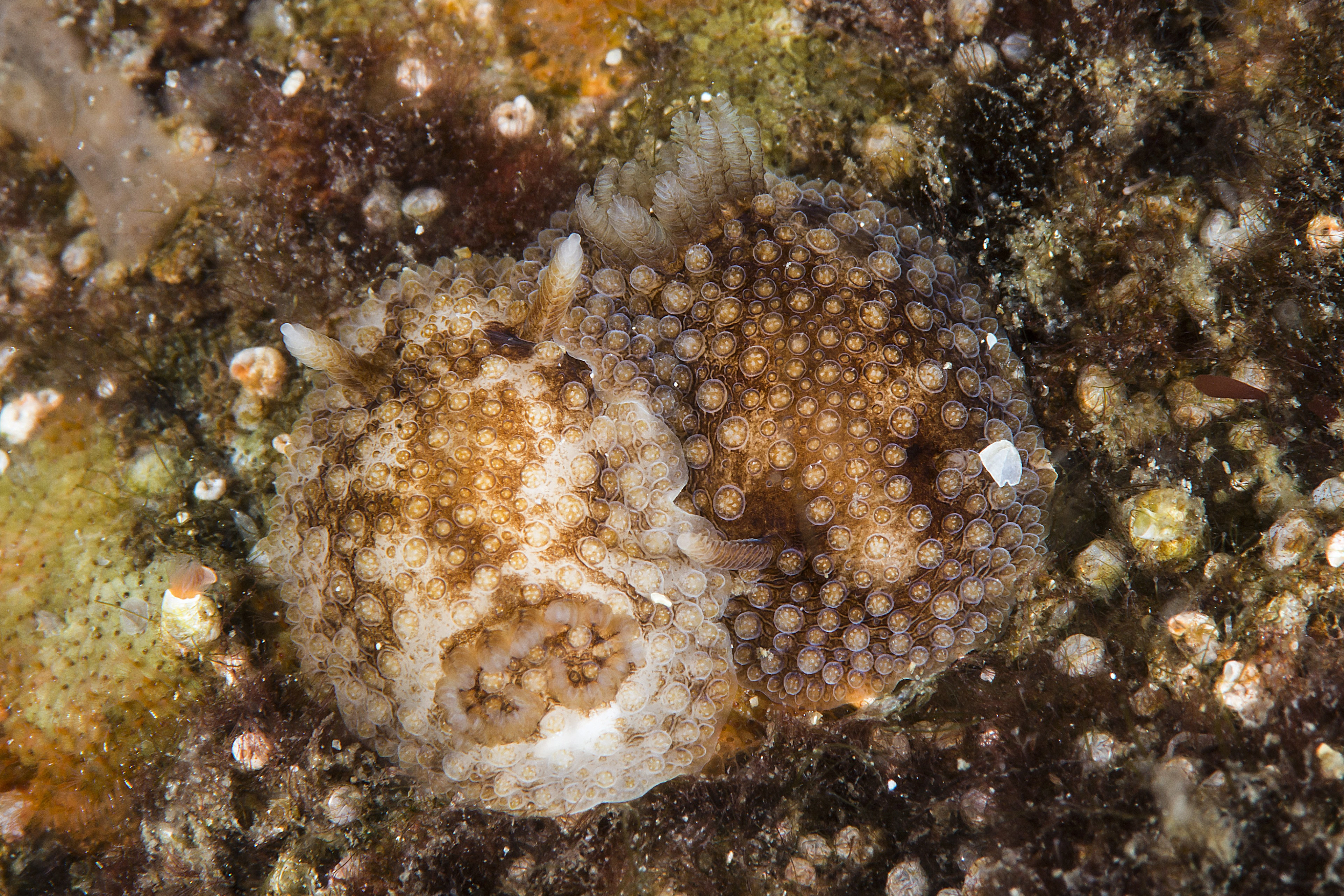 Bløtdyr: Onchidoris bilamellata.