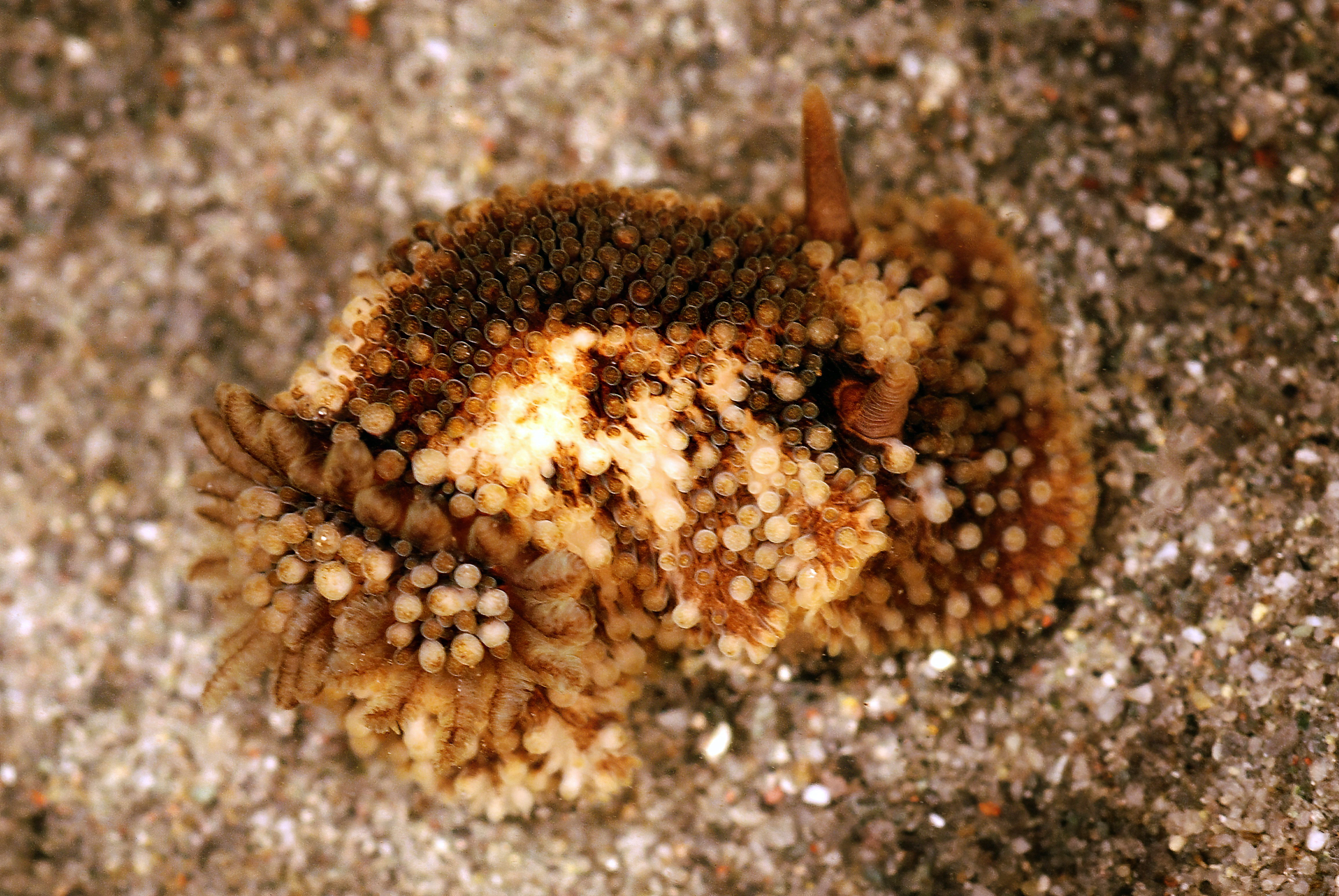 Nakensnegler: Onchidoris bilamellata.