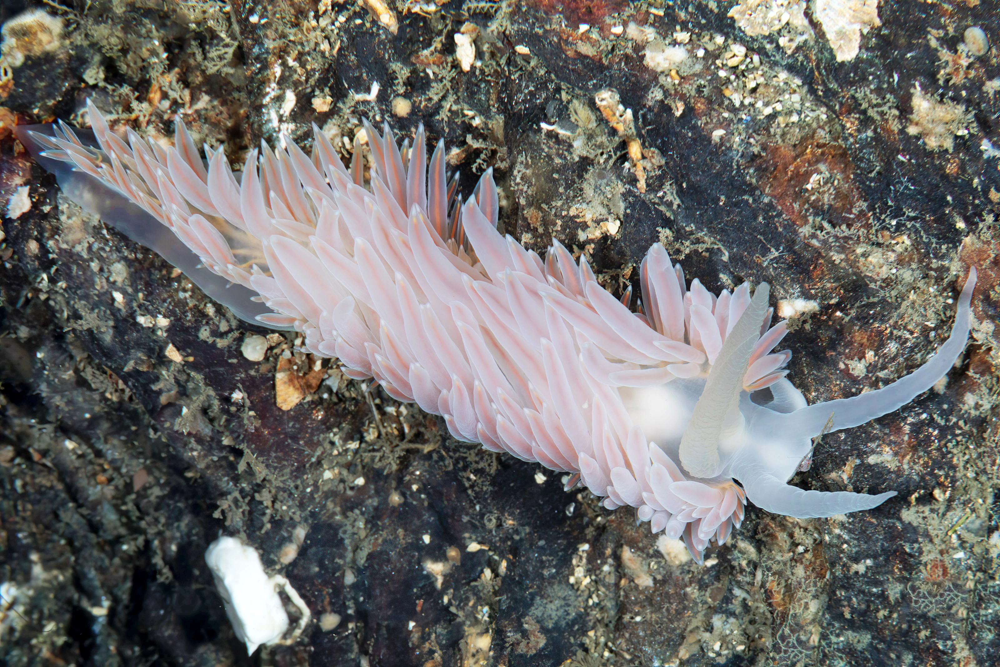 Nakensnegler: Ziminella salmonacea.