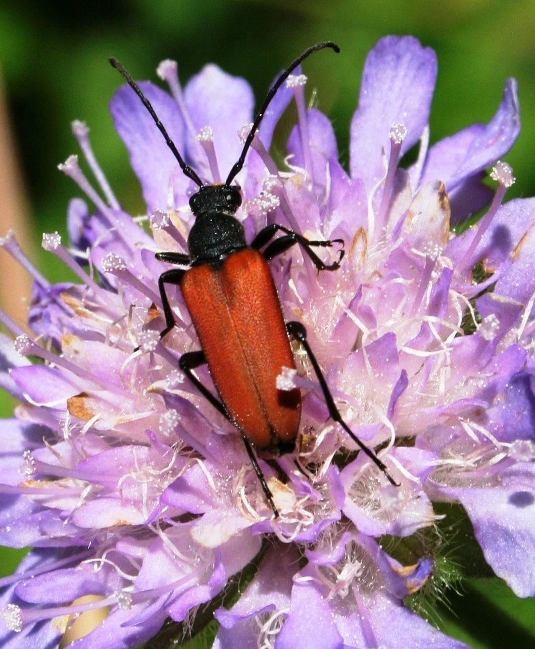 Biller: Anastrangalia sanguinolenta.