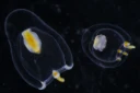 Hydrozoer: Euphysa aurata.