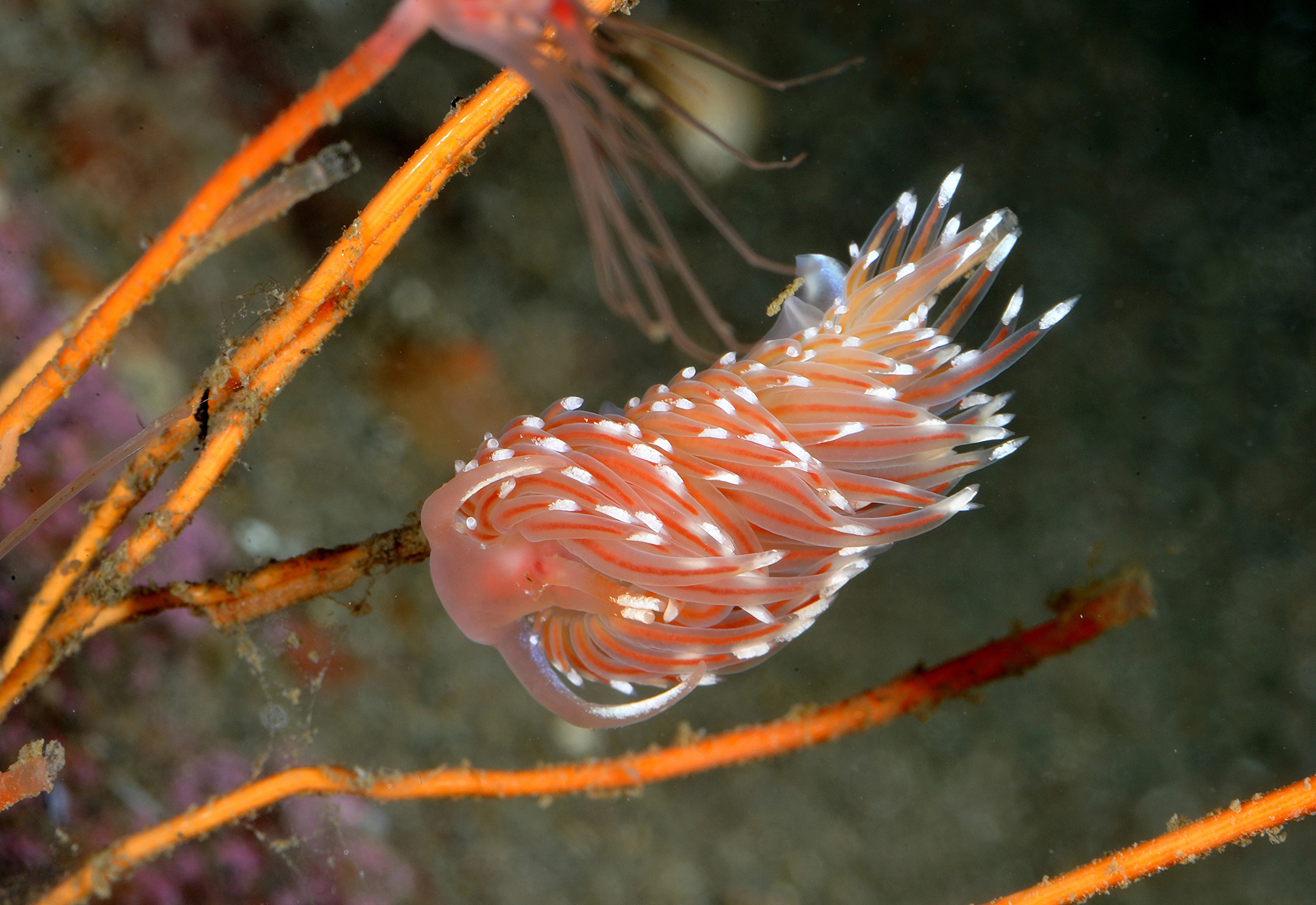 Bløtdyr: Facelina bostoniensis.