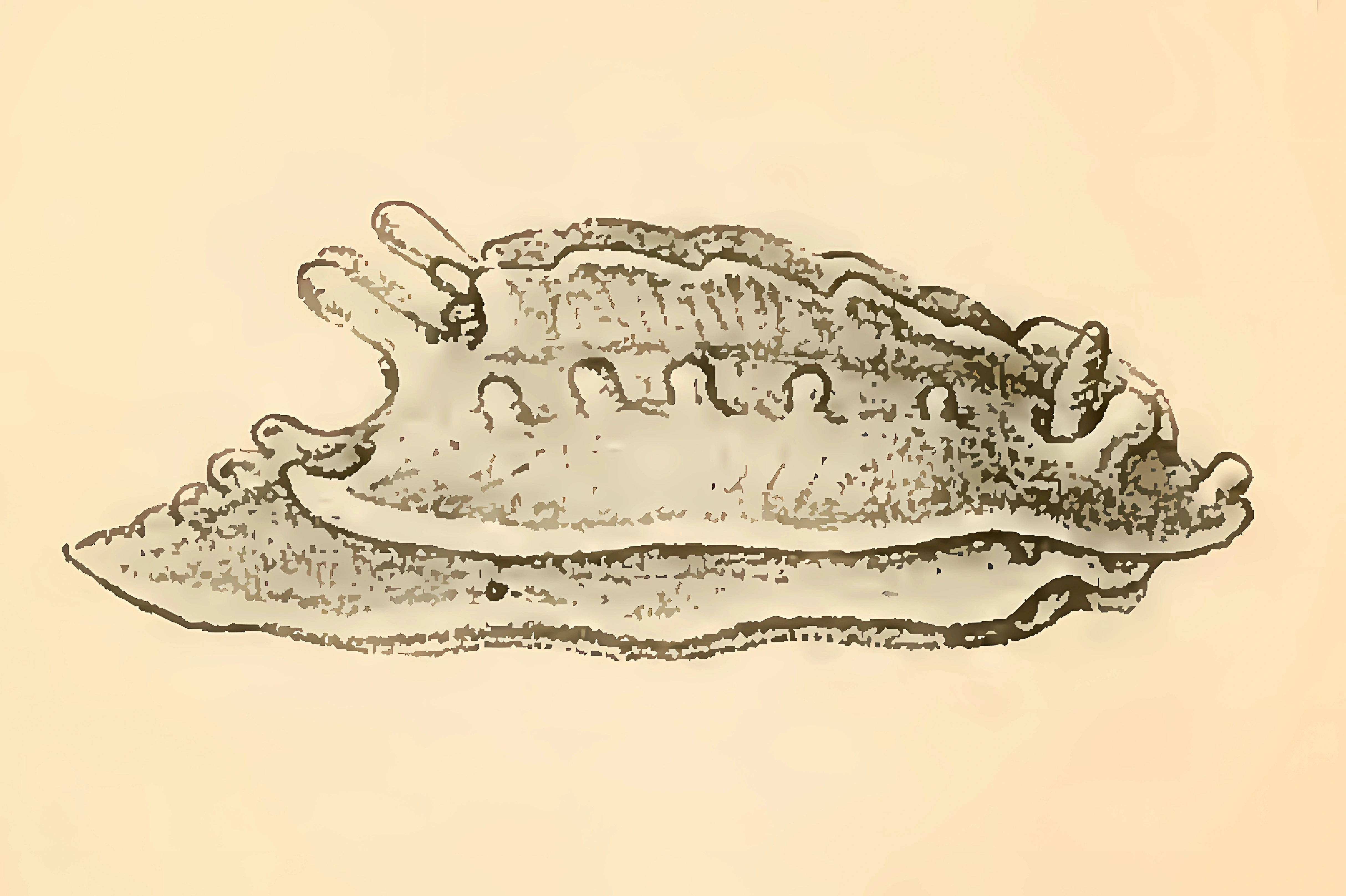 Bløtdyr: Aegires incisus.