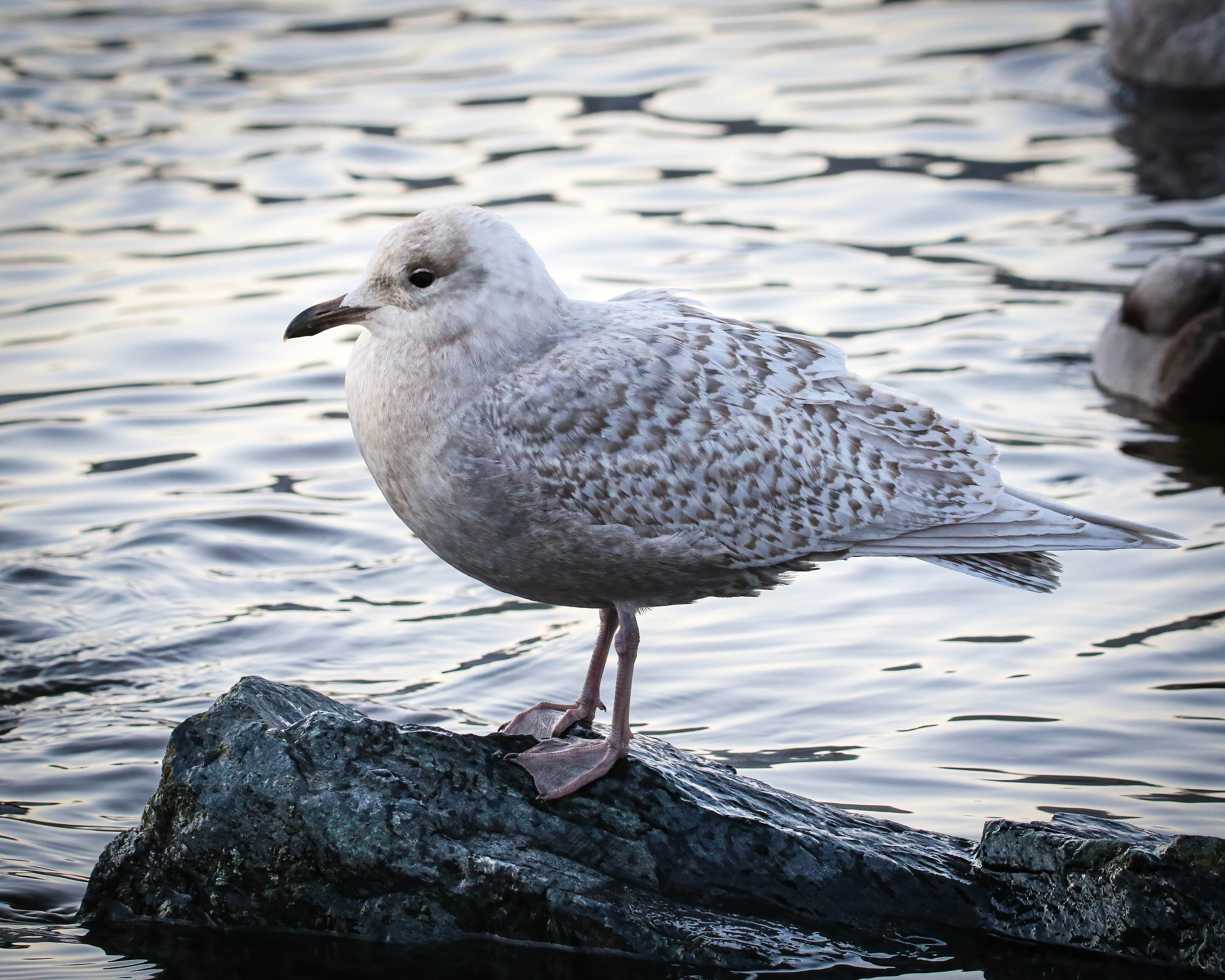 Grønlandsmåke.