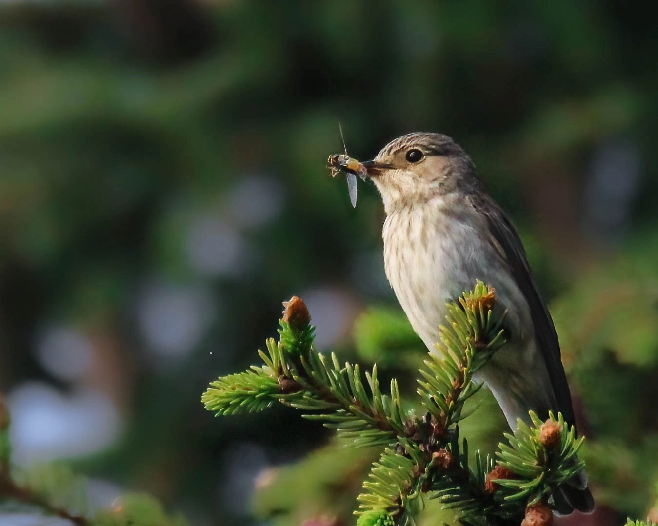 Gråfluesnapper.