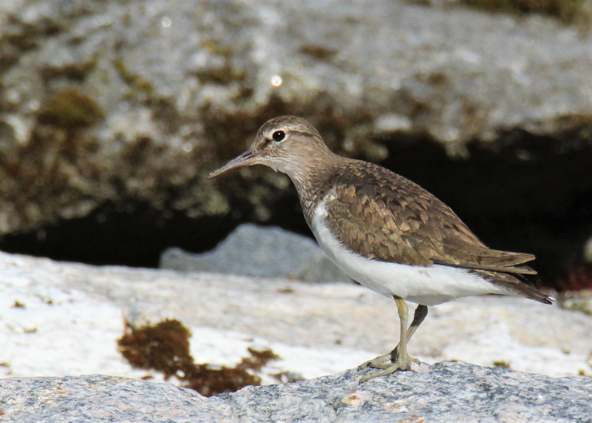 Strandsnipe.