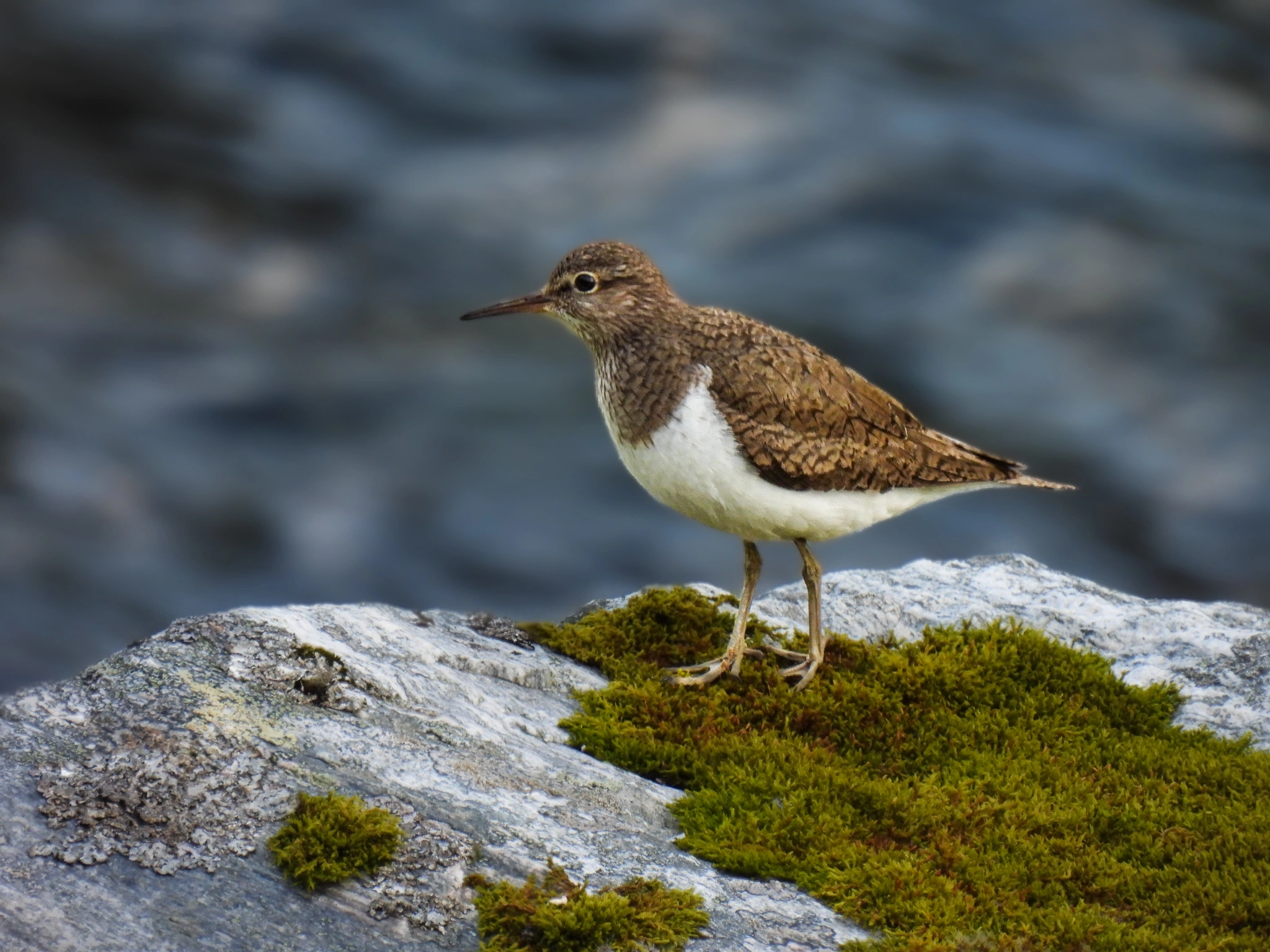 Strandsnipe.