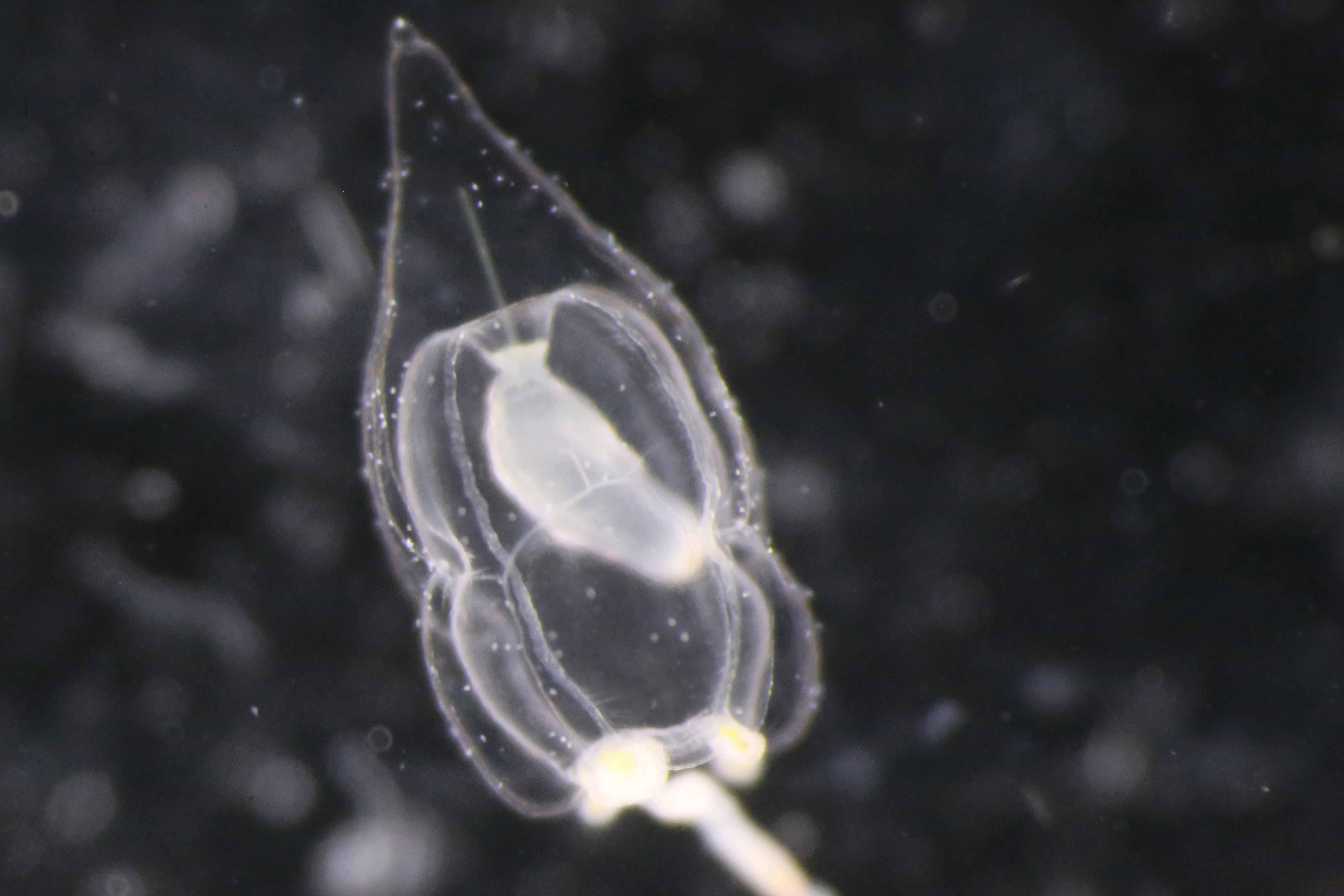 Hydrozoer: Corymorpha nutans.