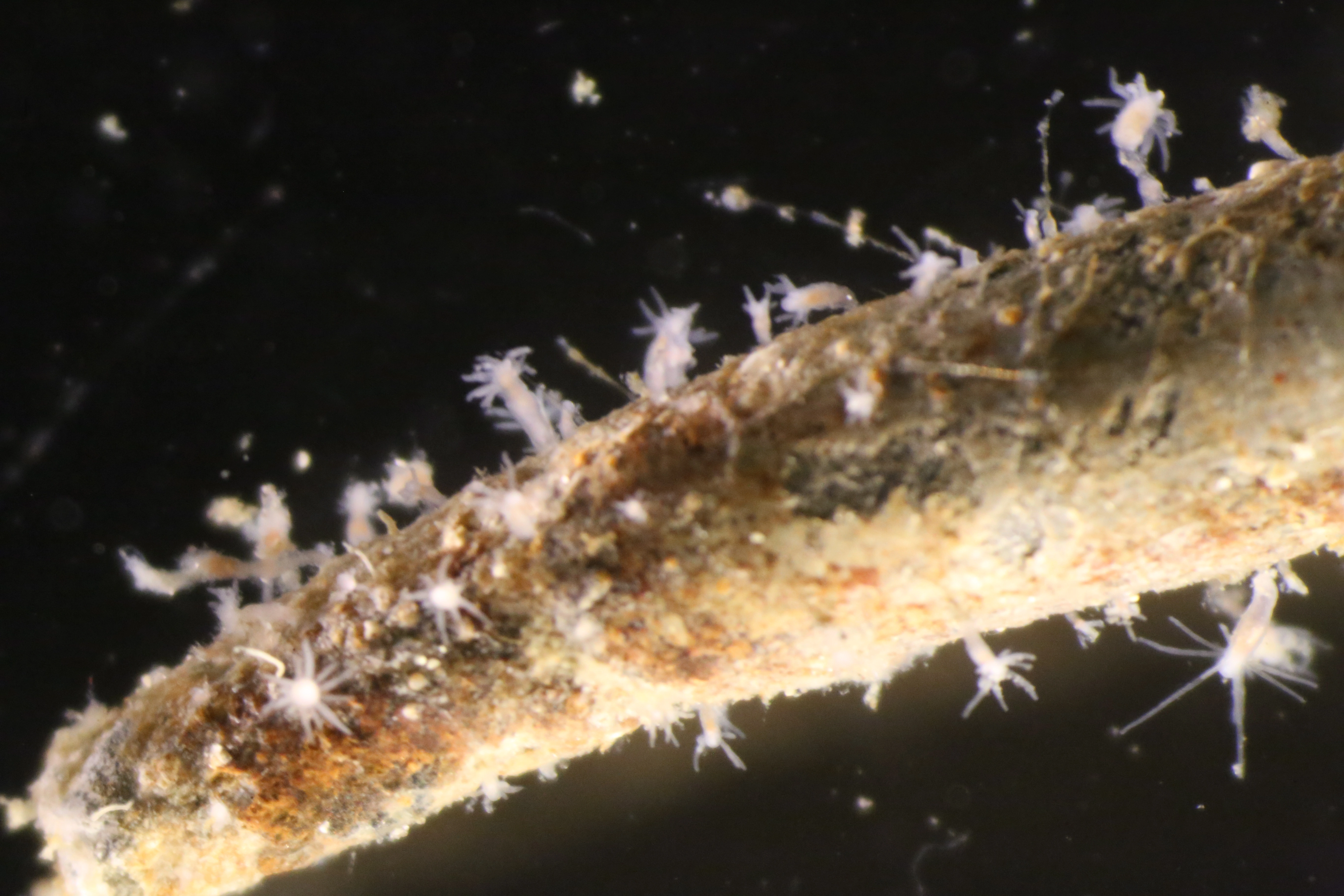 Hydrozoer: Pandeidae.