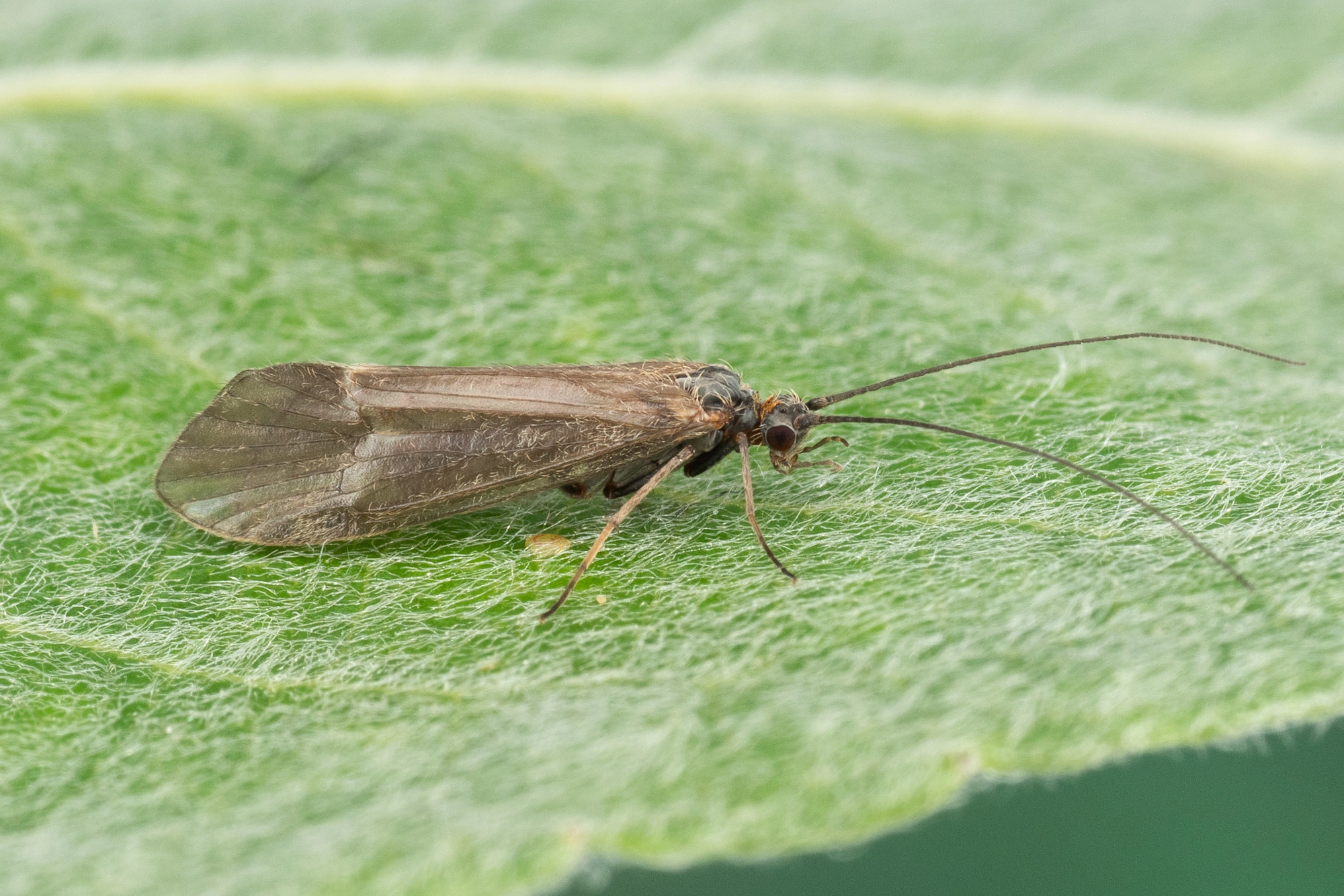 Vårfluer: Apatania cimbrica.