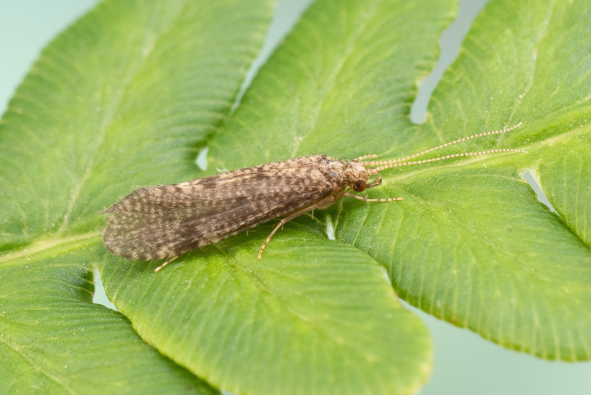 Vårfluer: Ecnomus tenellus.