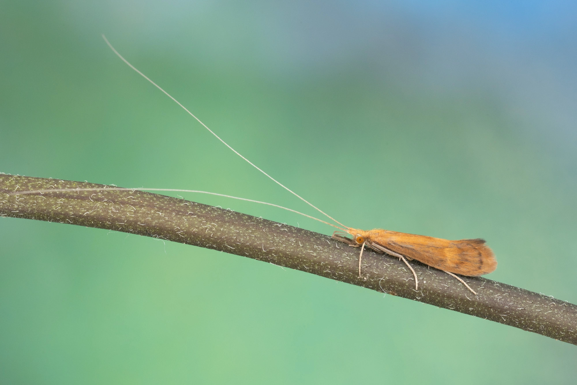 Vårfluer: Adicella reducta.