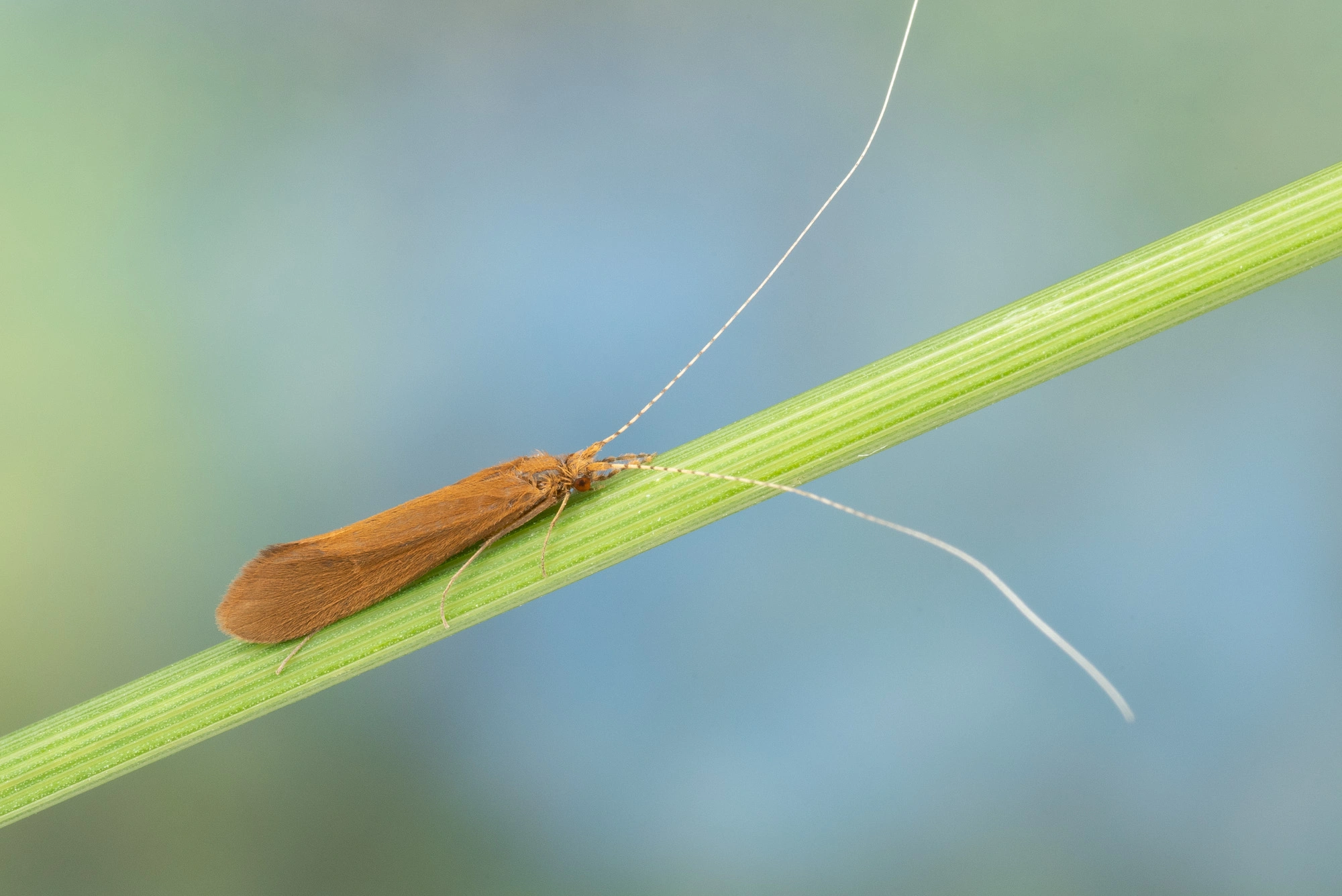 Vårfluer: Triaenodes bicolor.