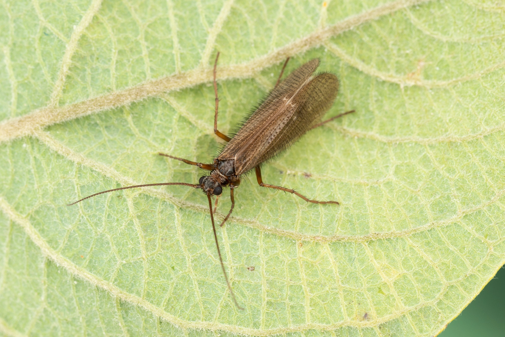 Vårfluer: Annitella obscurata.