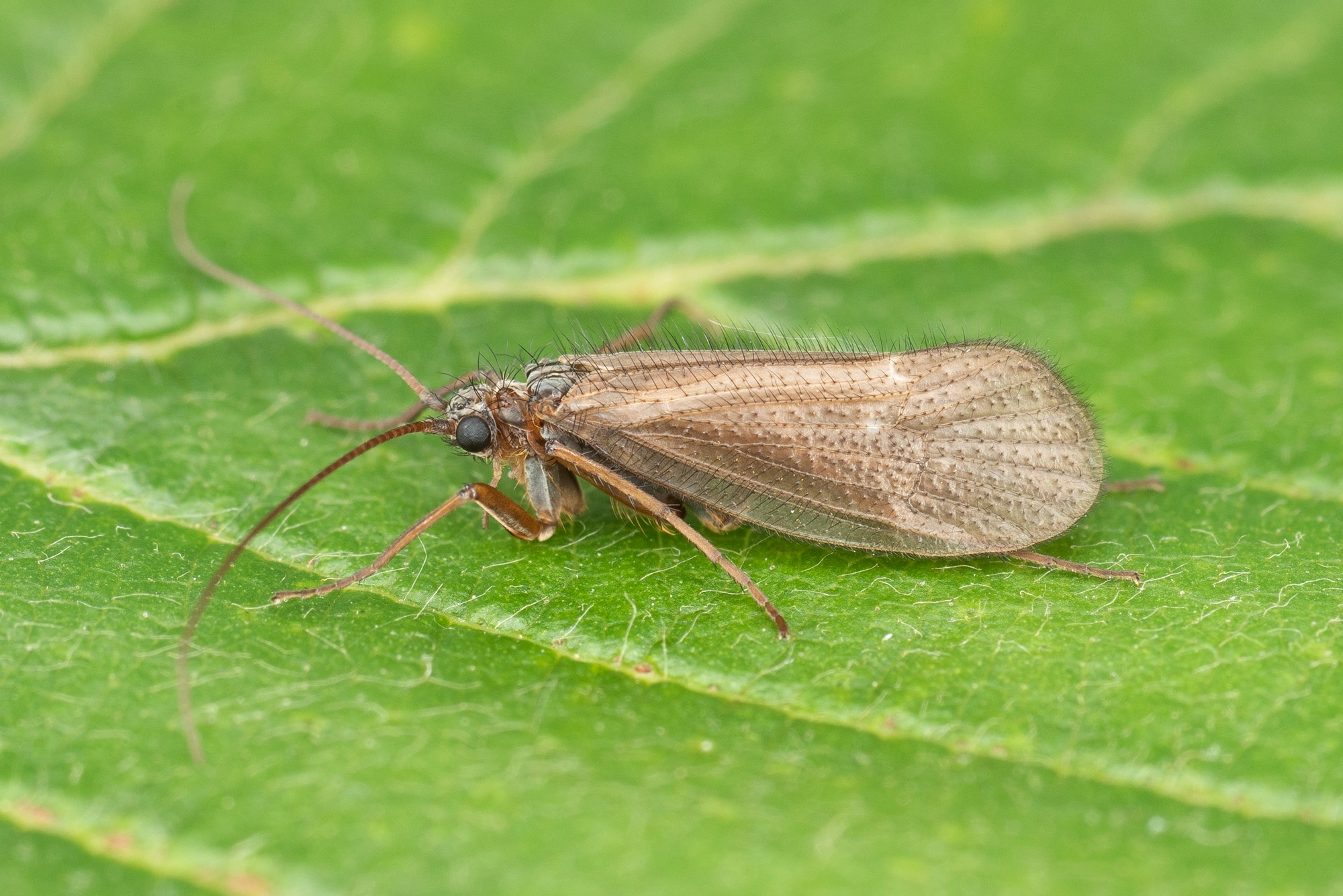 Vårfluer: Annitella obscurata.