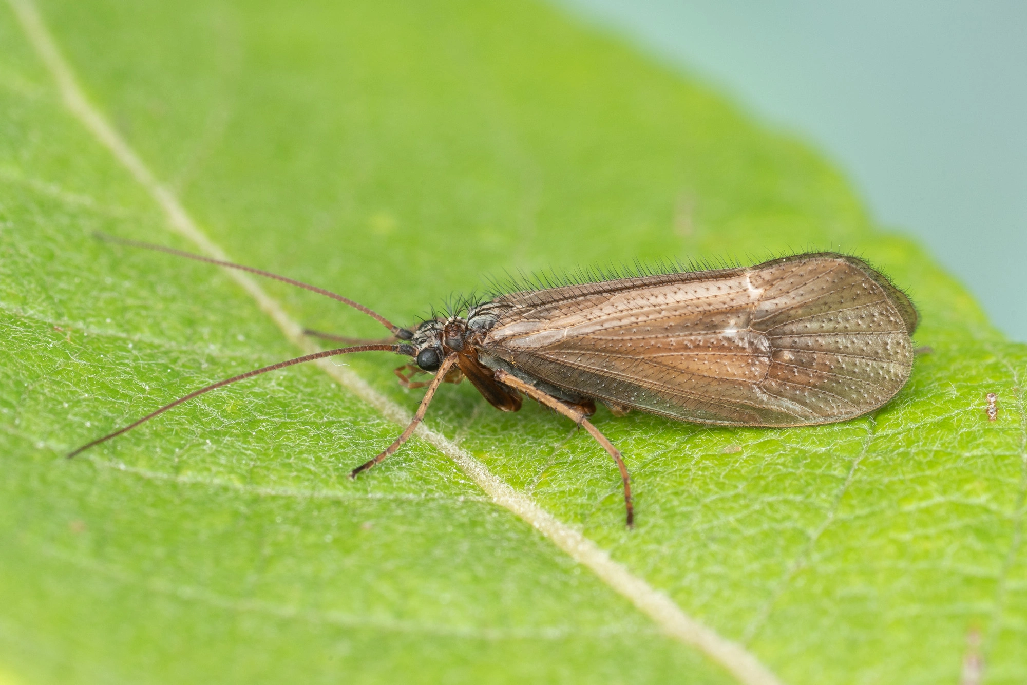 Vårfluer: Annitella obscurata.