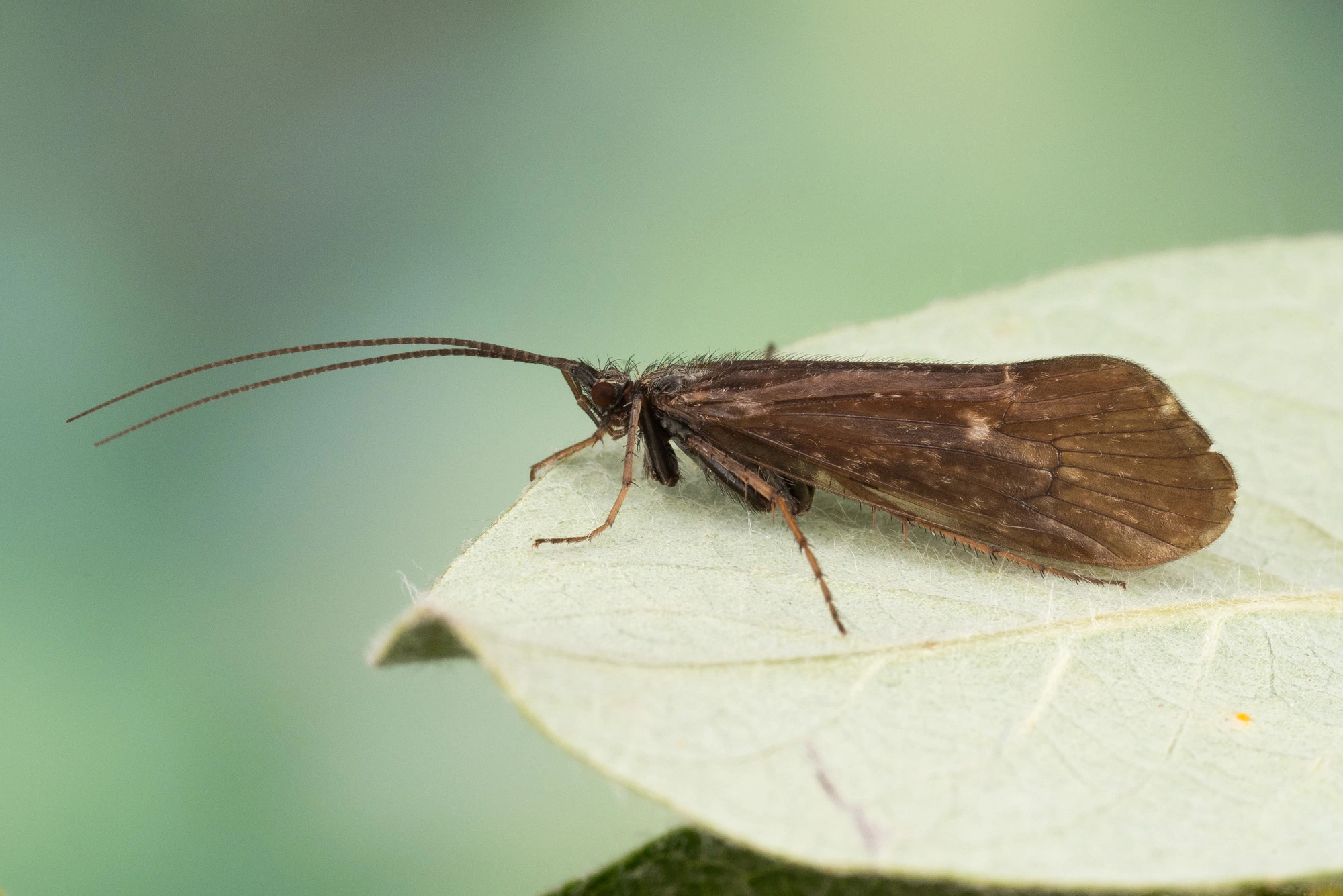 Vårfluer: Asynarchus lapponicus.