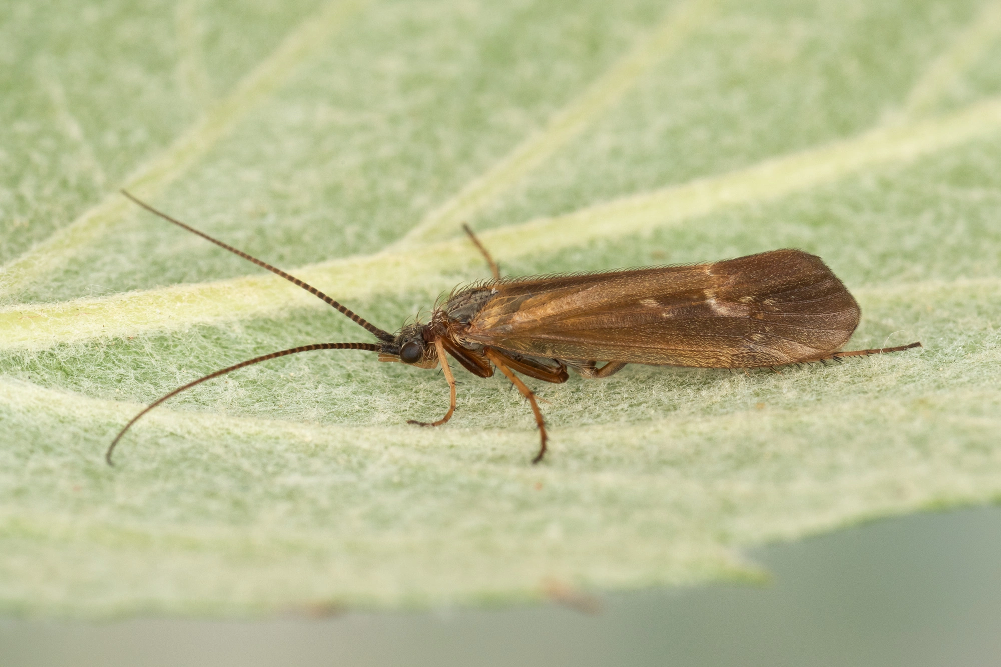 Vårfluer: Limnephilus auricula.