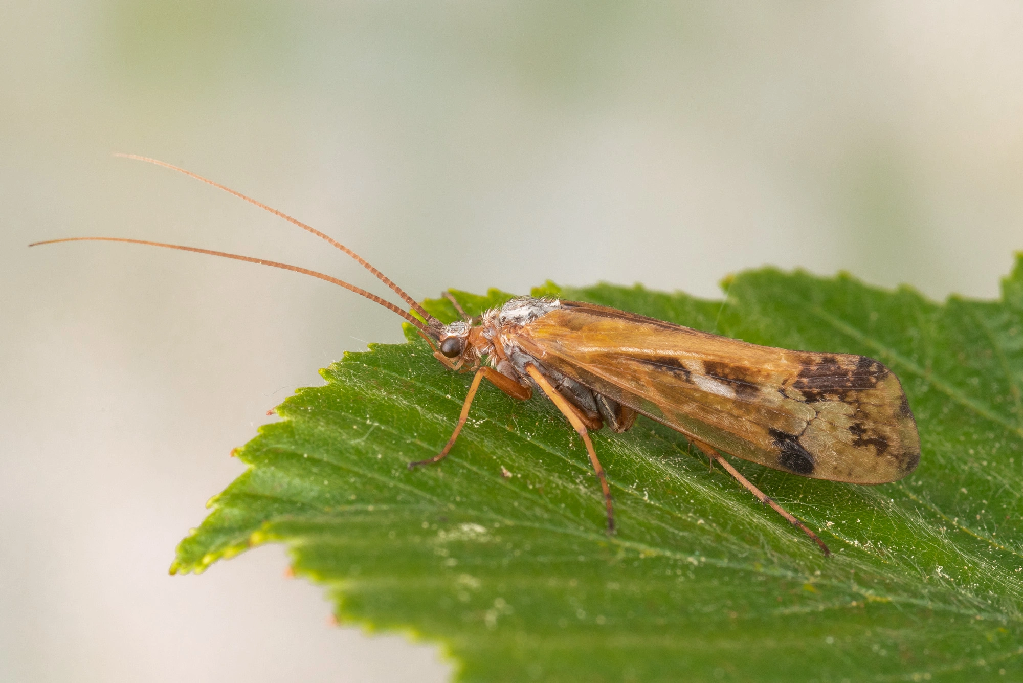 Vårfluer: Limnephilus binotatus.