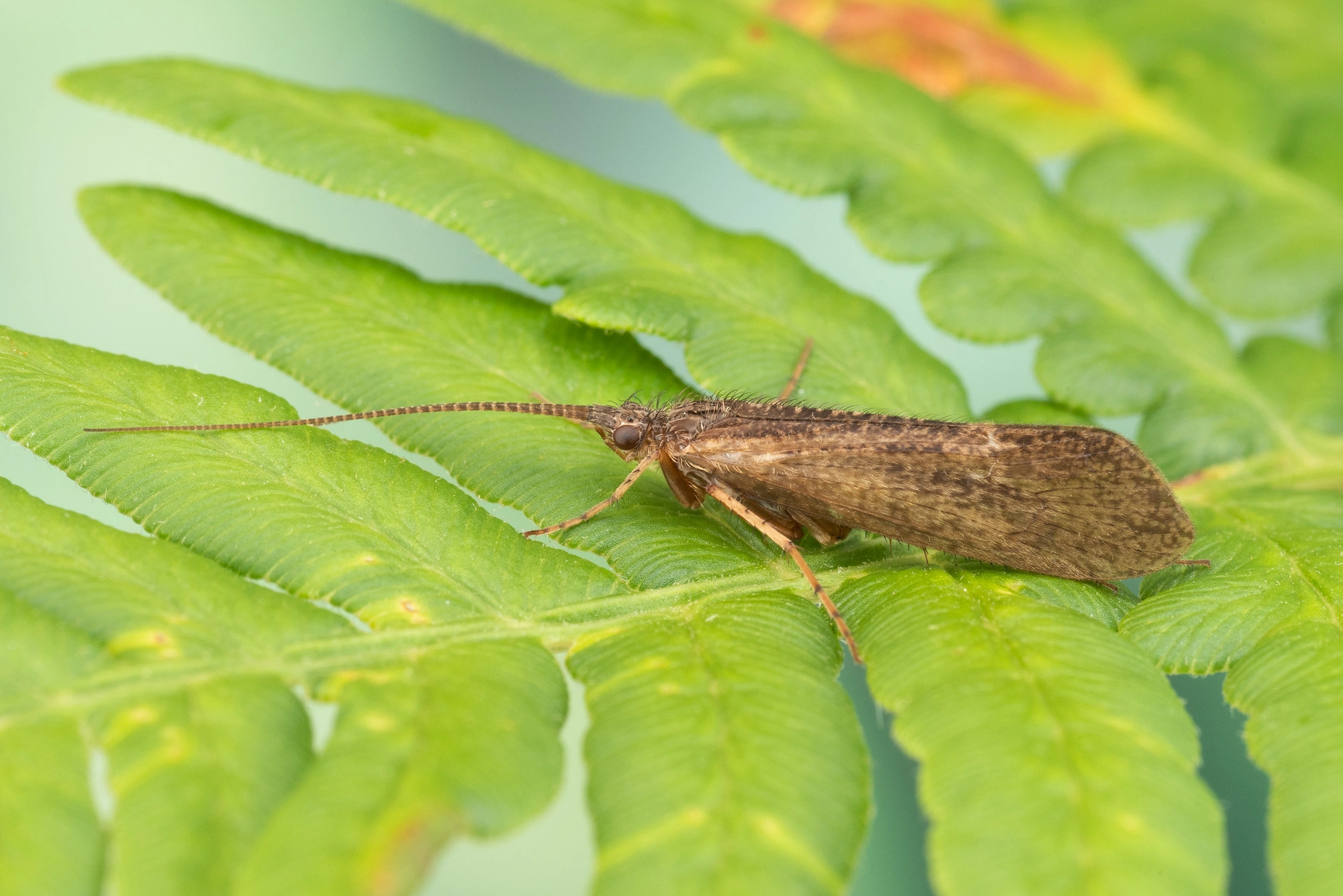 Vårfluer: Limnephilus extricatus.