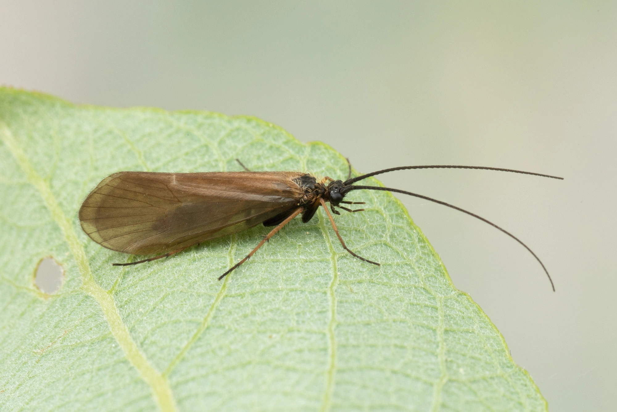 Vårfluer: Parachiona picicornis.