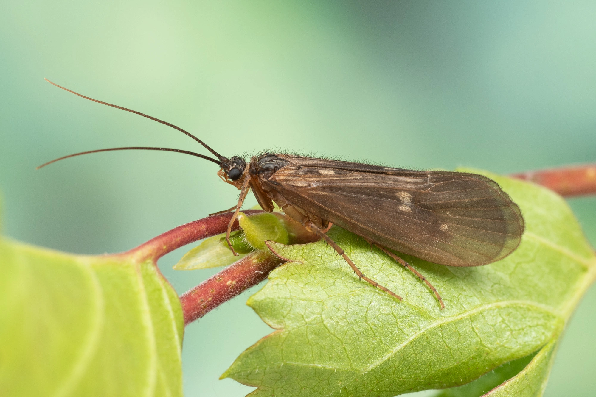 Vårfluer: Potamophylax latipennis.